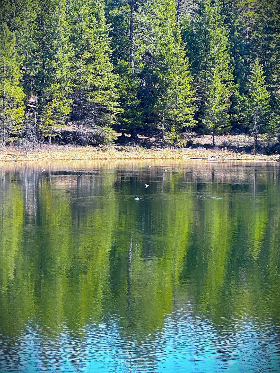 Nhn W Dodge Creek Road Property Photo 9