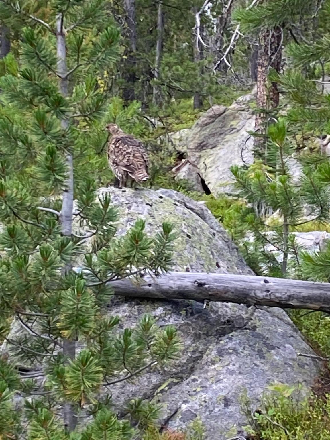 Nhn Michael Davitt Granite Access Road Property Photo