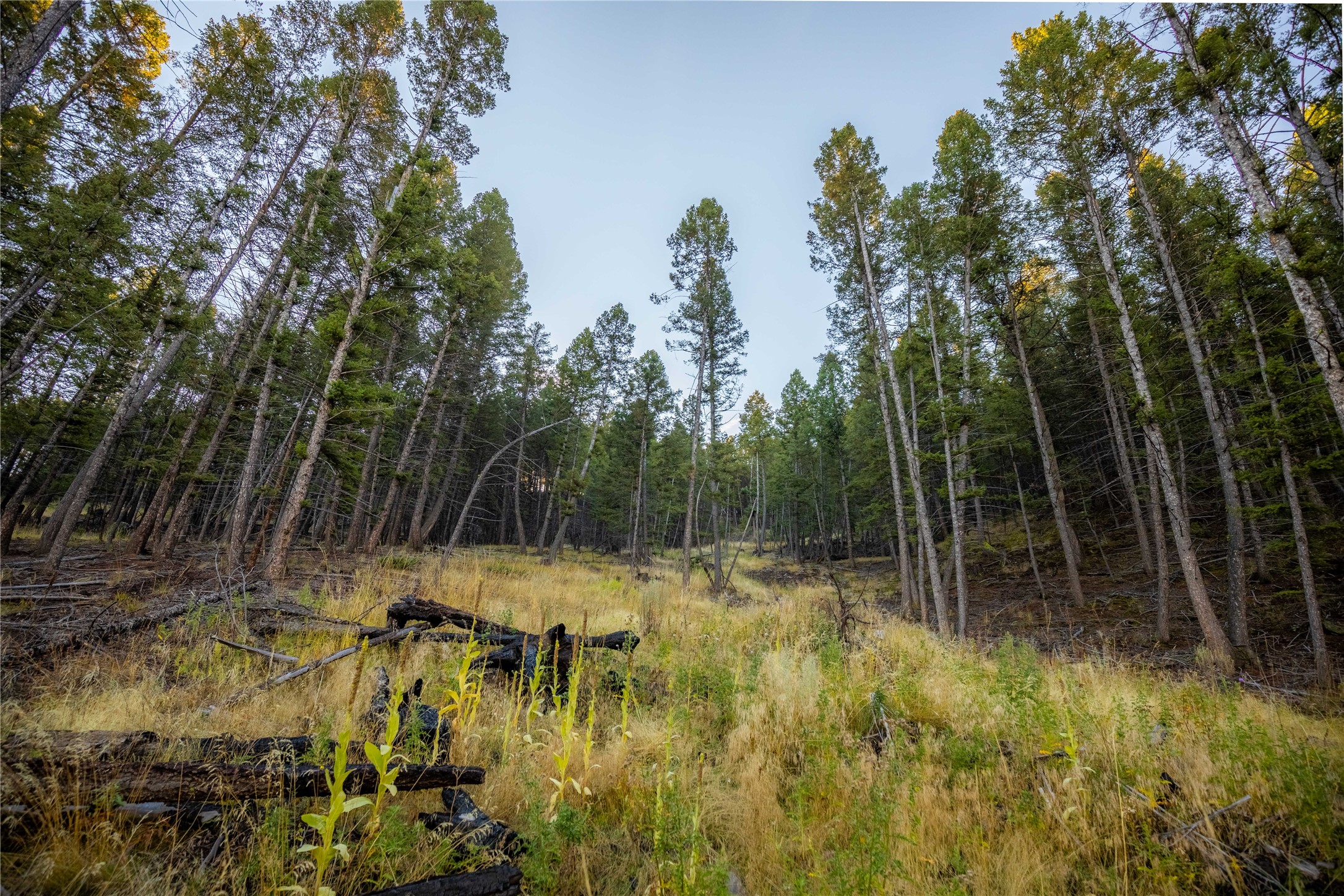 Nhn Lone Pine Gulch Road Property Photo 13