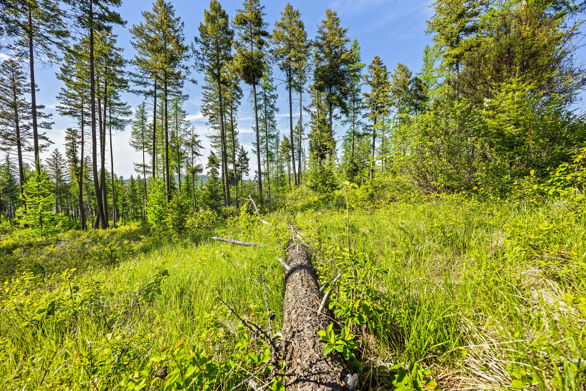150 Trading Post Trail Property Photo 27