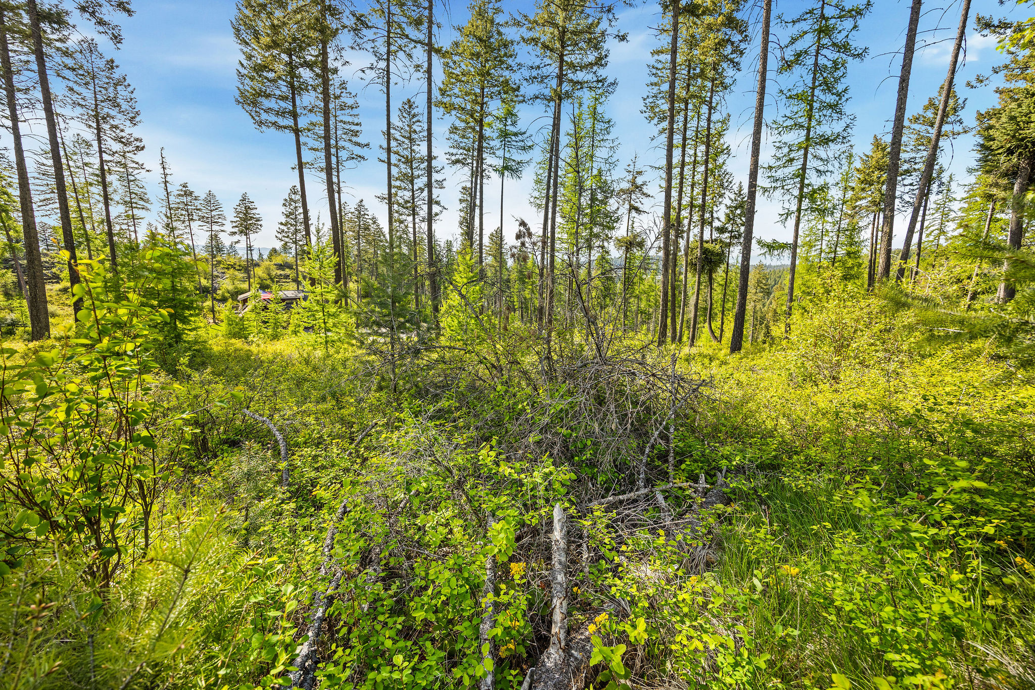 150 Trading Post Trail Property Photo 28