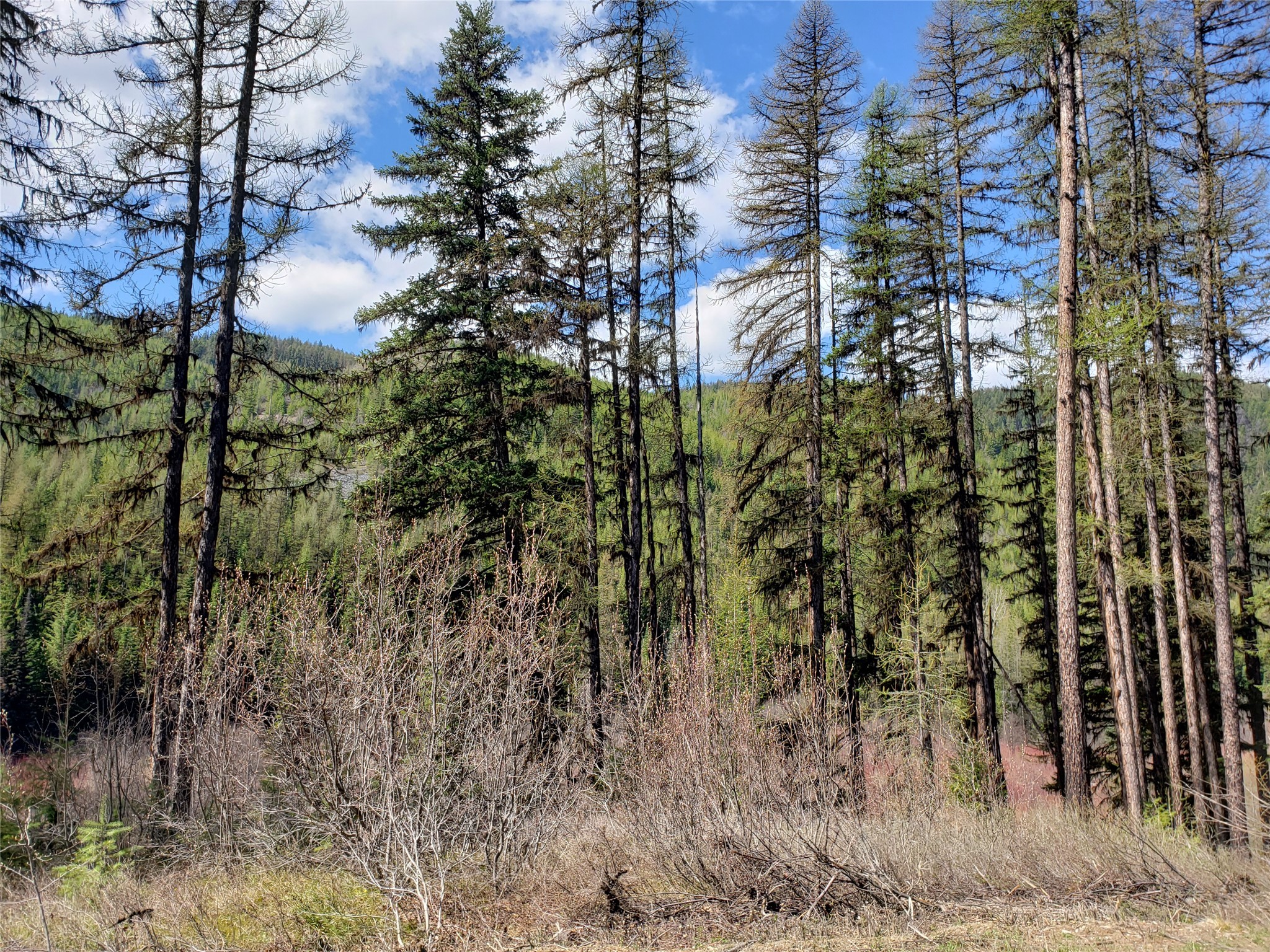 Tract 3 Nine Mile Road Property Photo 2