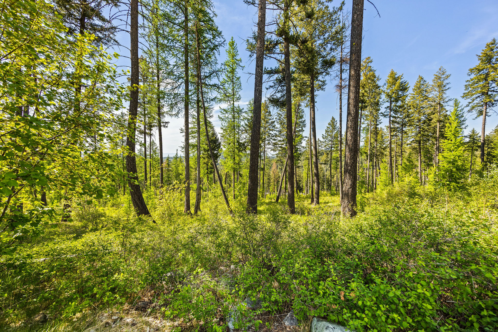 162 Trading Post Trail Property Photo 26