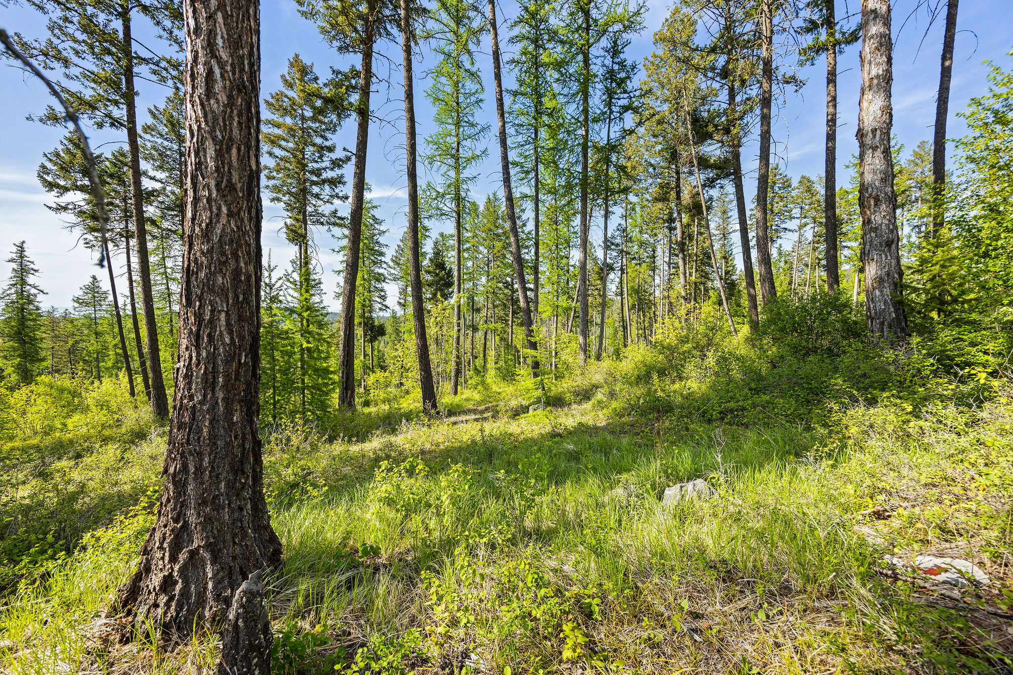 162 Trading Post Trail Property Photo 27