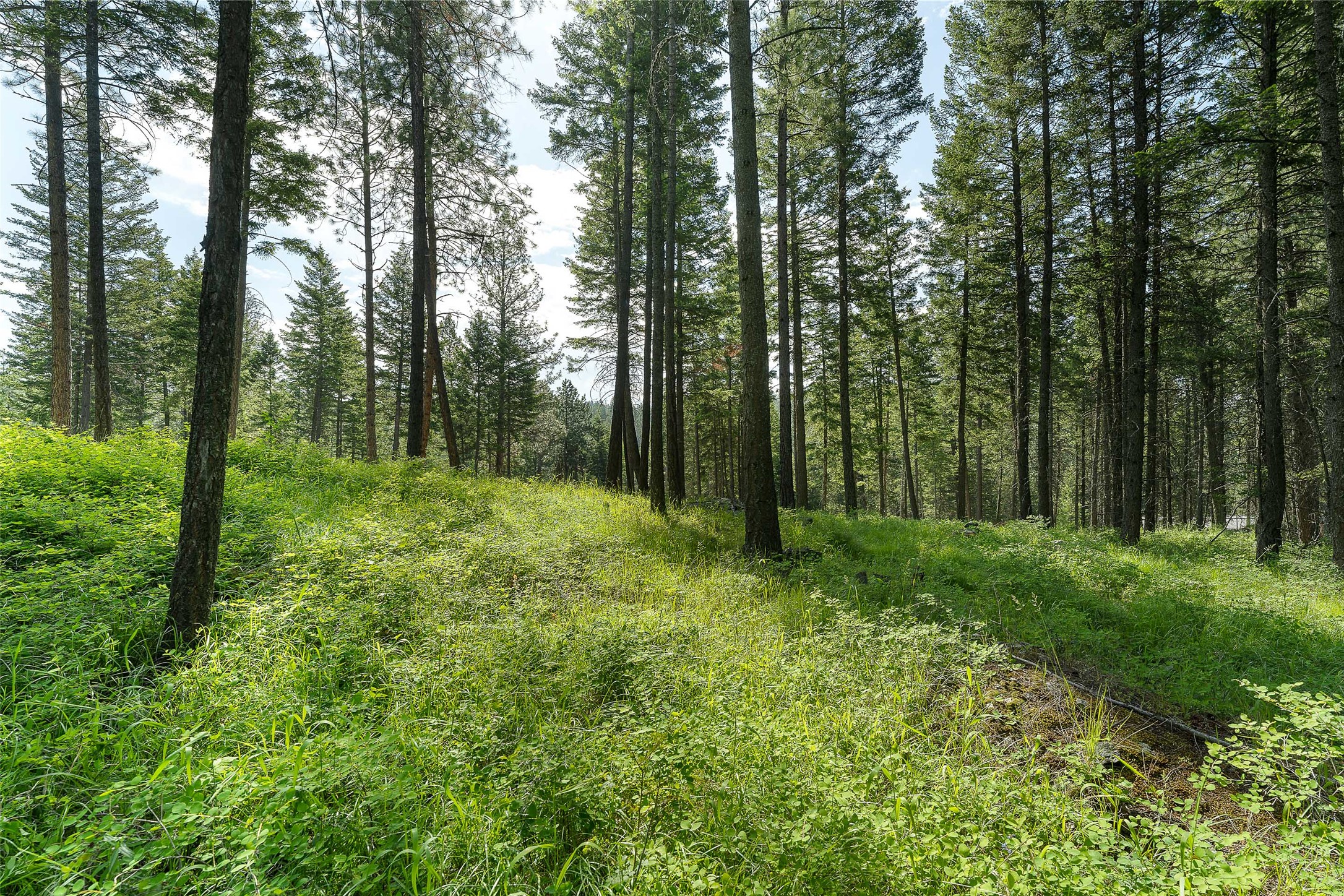 381 Chief Cliff Trail Property Photo 28