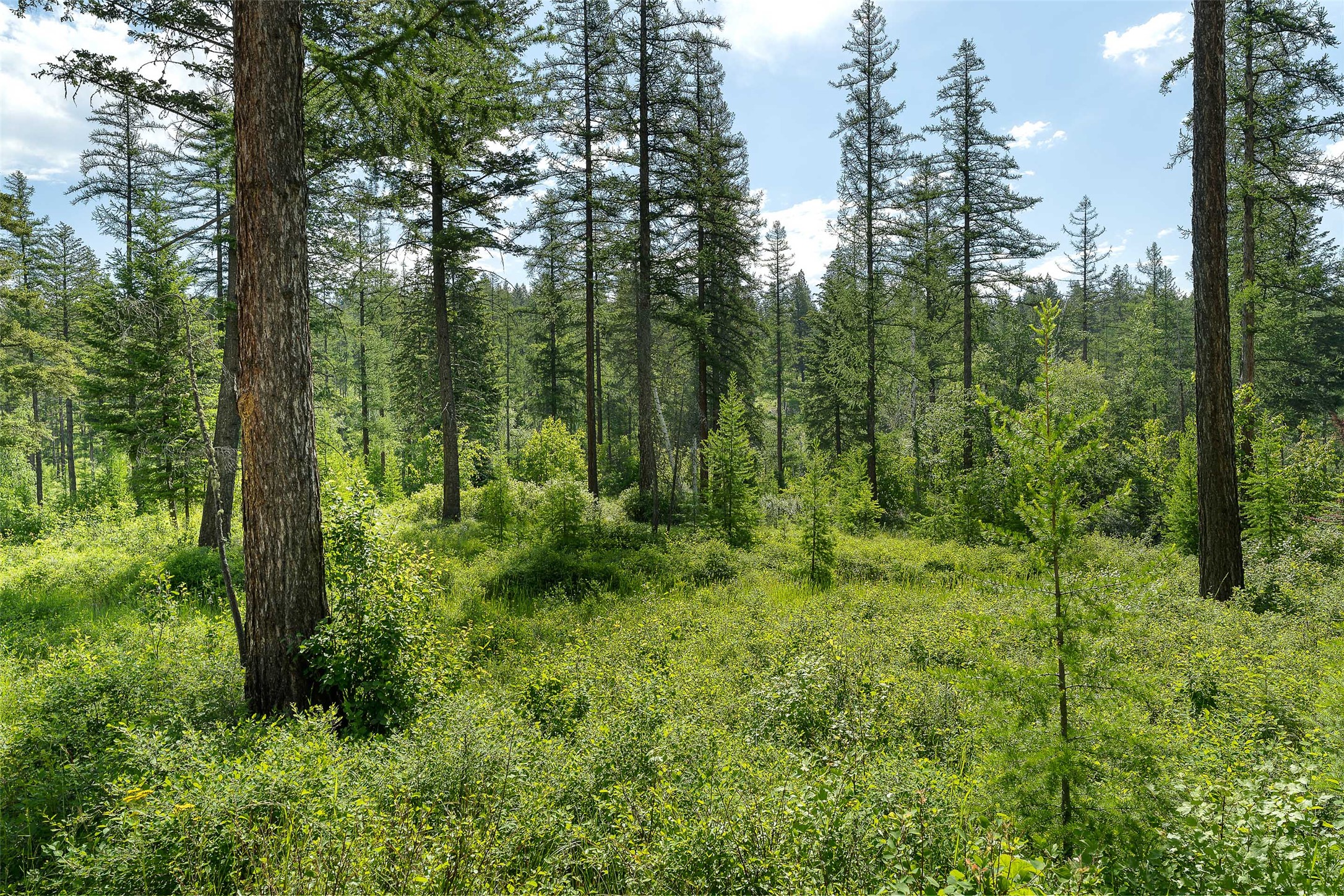 453 Chief Cliff Trail Property Photo 29