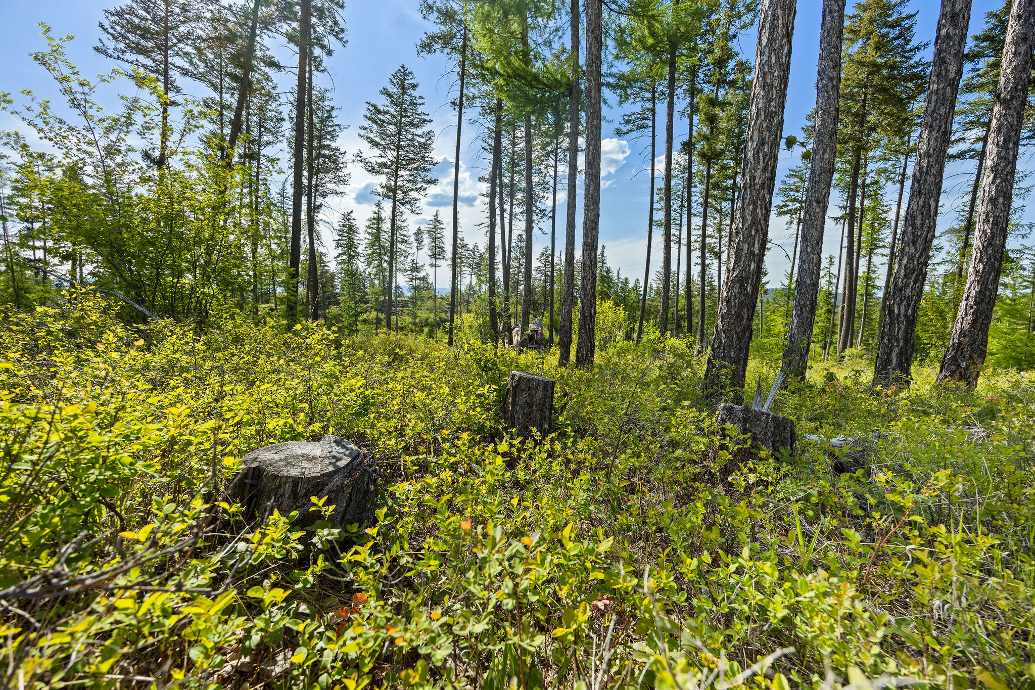148 Trading Post Trail Property Photo 30