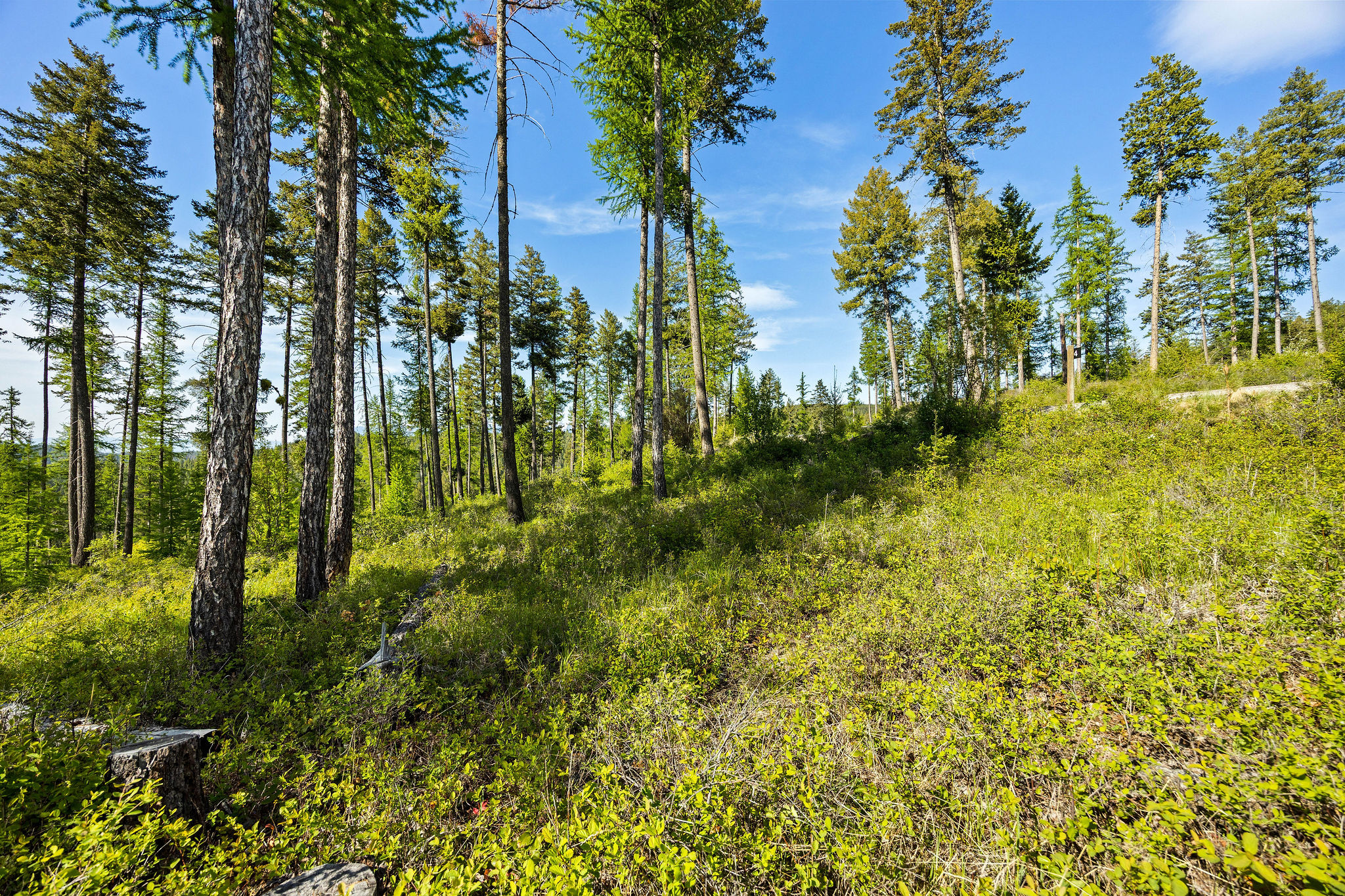 148 Trading Post Trail Property Photo 31