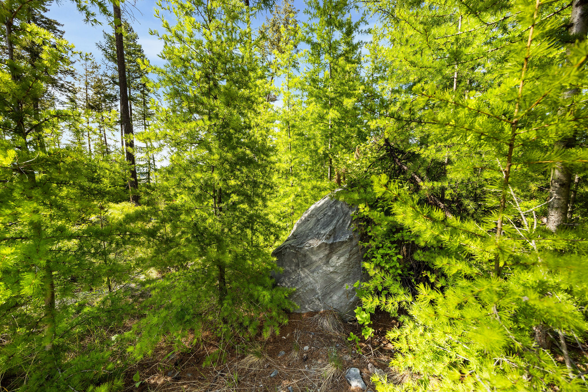 186 Trading Post Trail Property Photo 28
