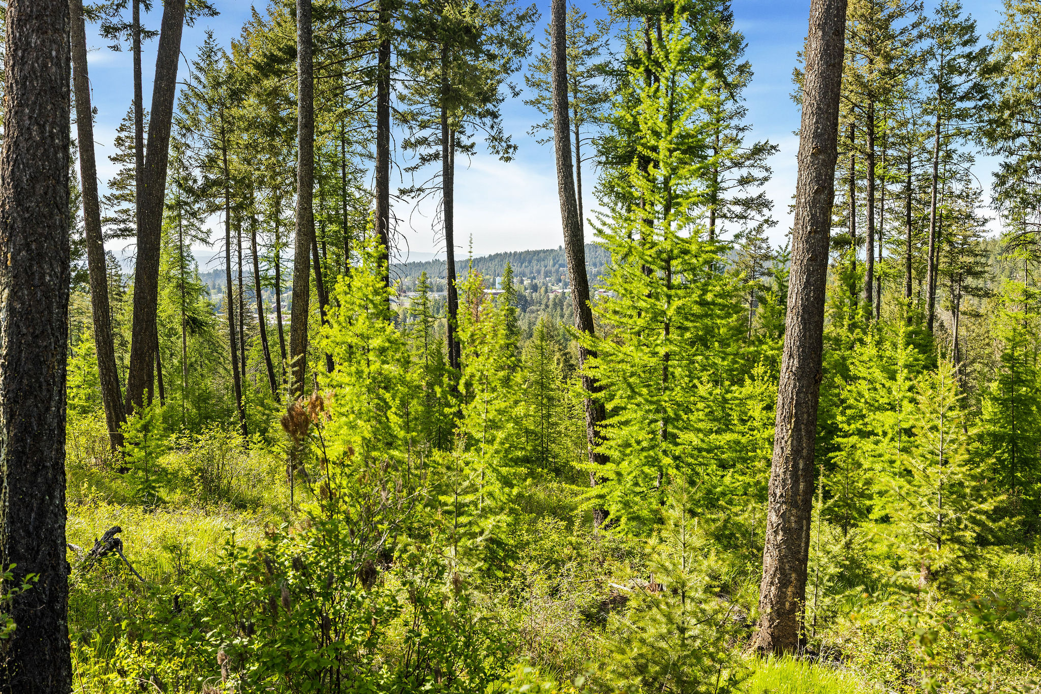 186 Trading Post Trail Property Photo 35