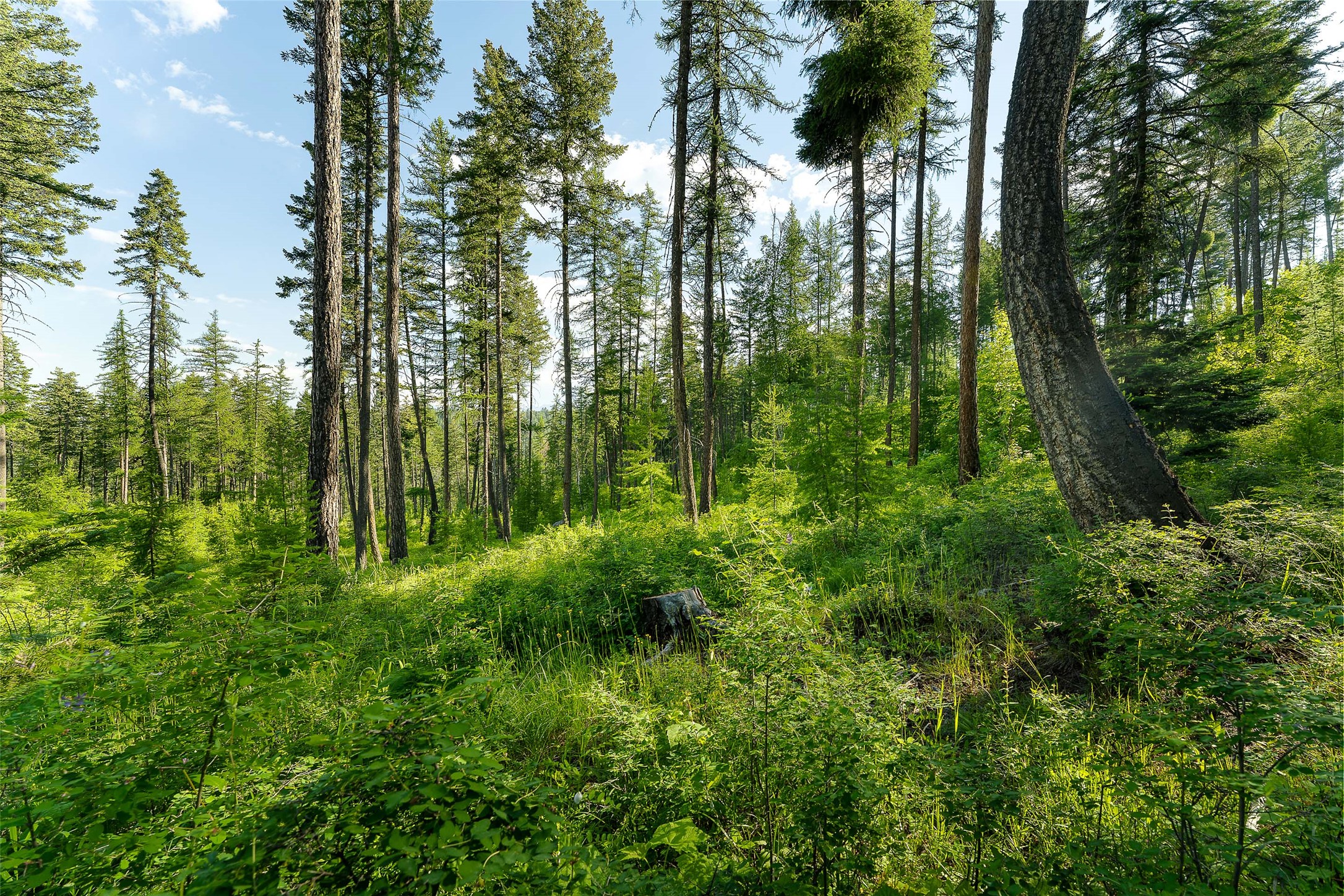 222 Trading Post Trail Property Photo 27