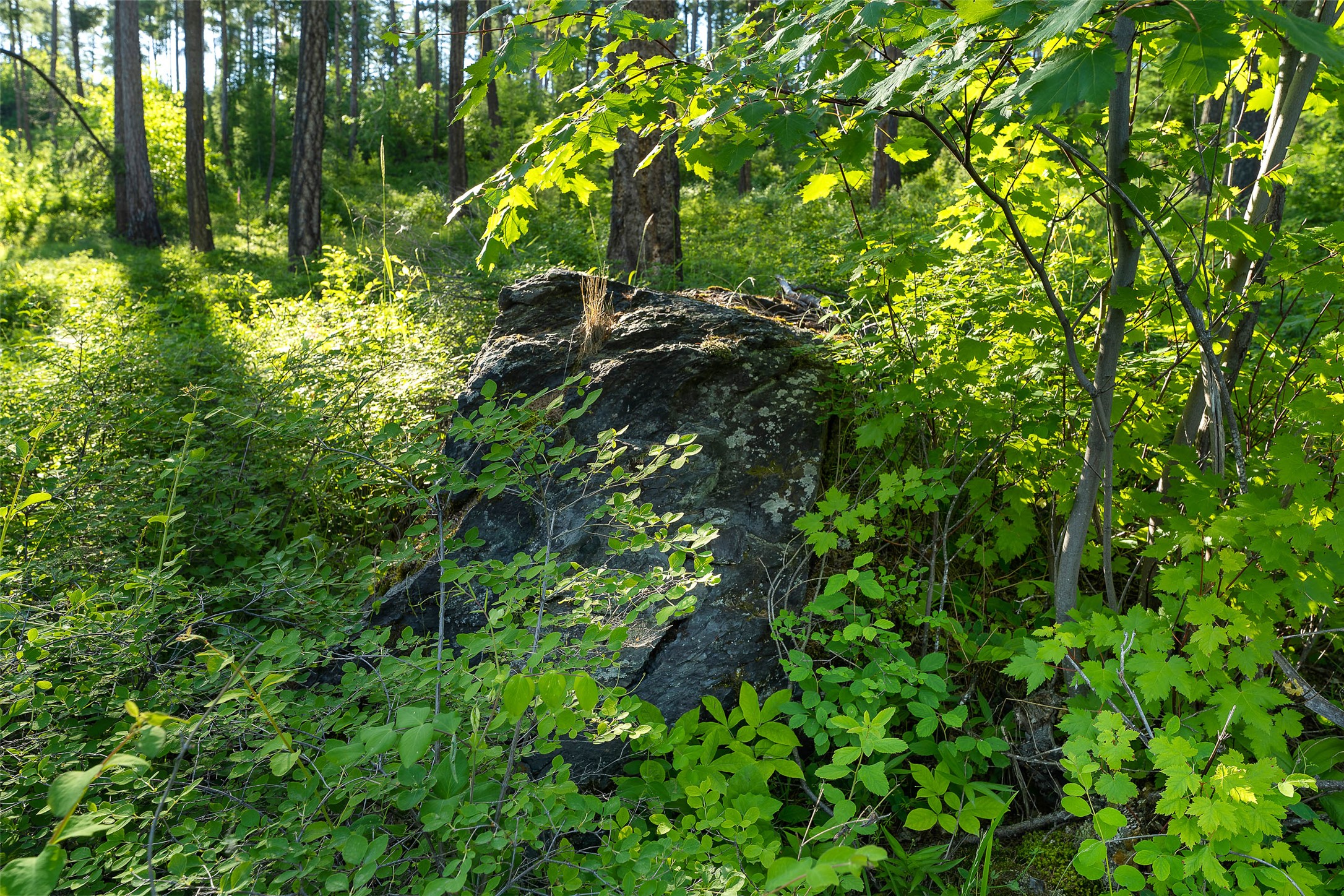 222 Trading Post Trail Property Photo 28