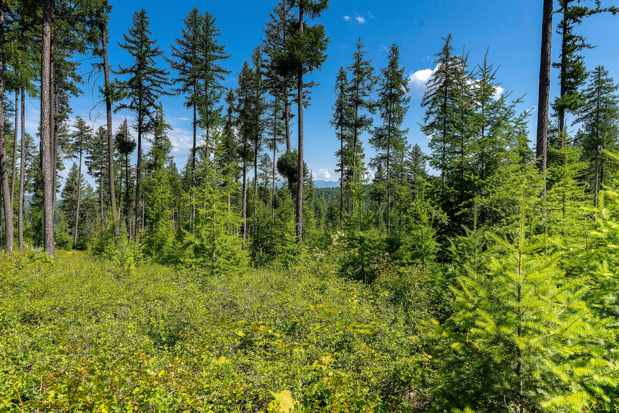 205 Trading Post Trail Property Photo 28