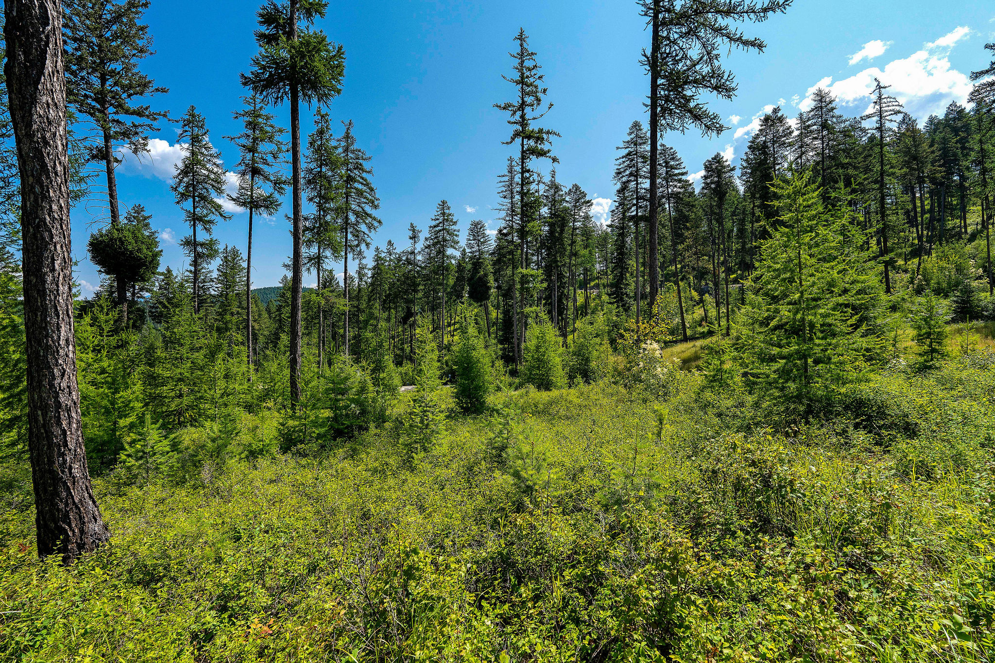 205 Trading Post Trail Property Photo 29