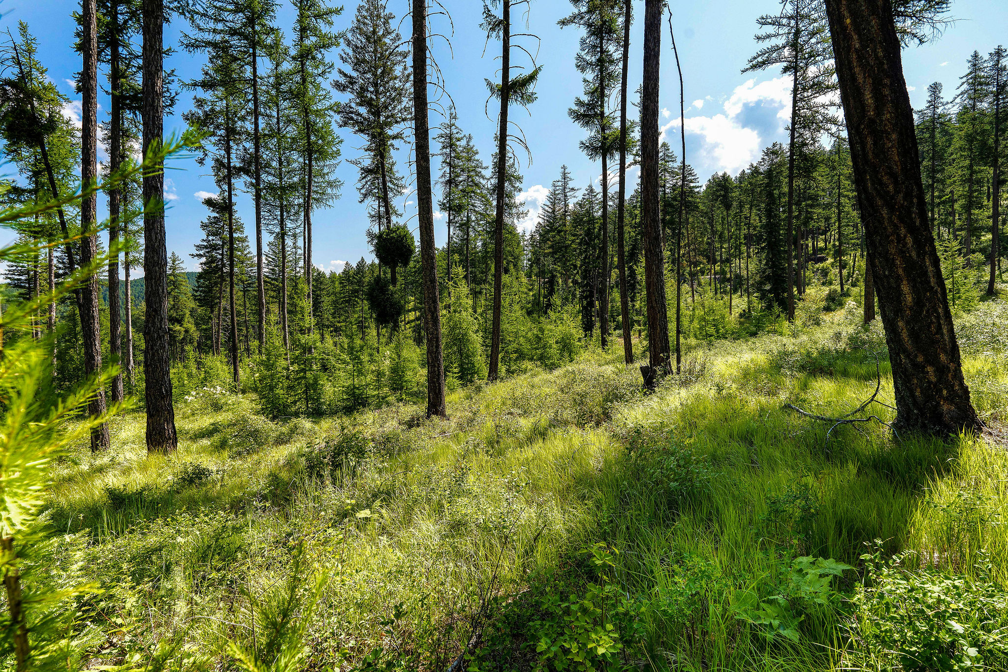 205 Trading Post Trail Property Photo 30