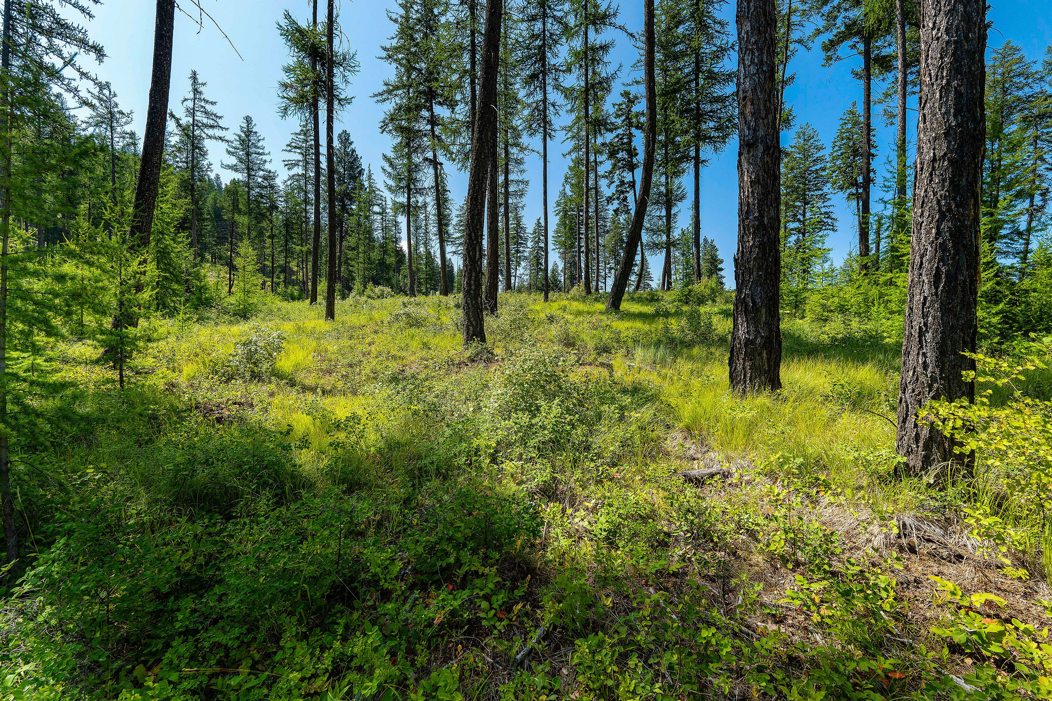 205 Trading Post Trail Property Photo 31