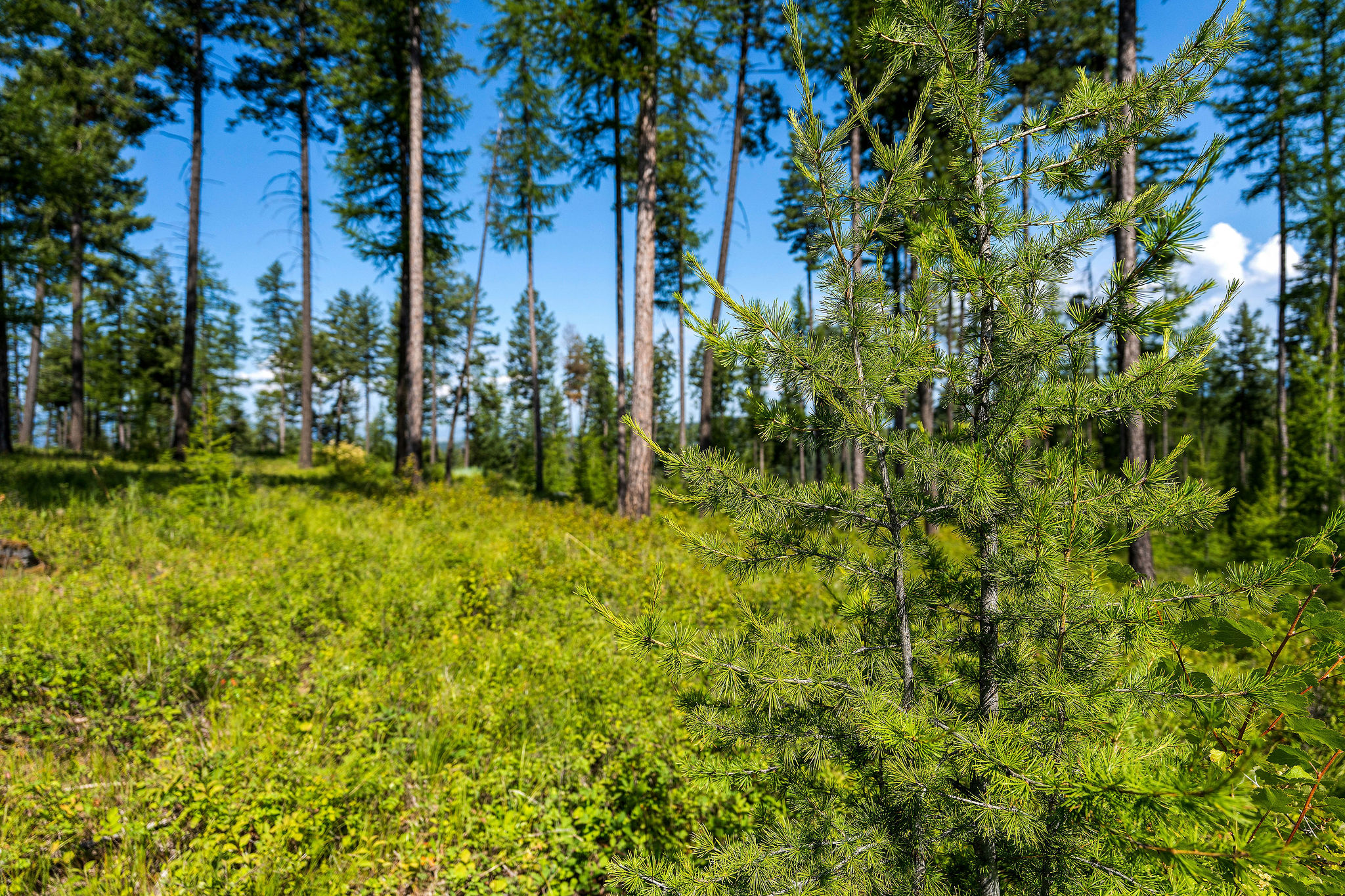 205 Trading Post Trail Property Photo 32