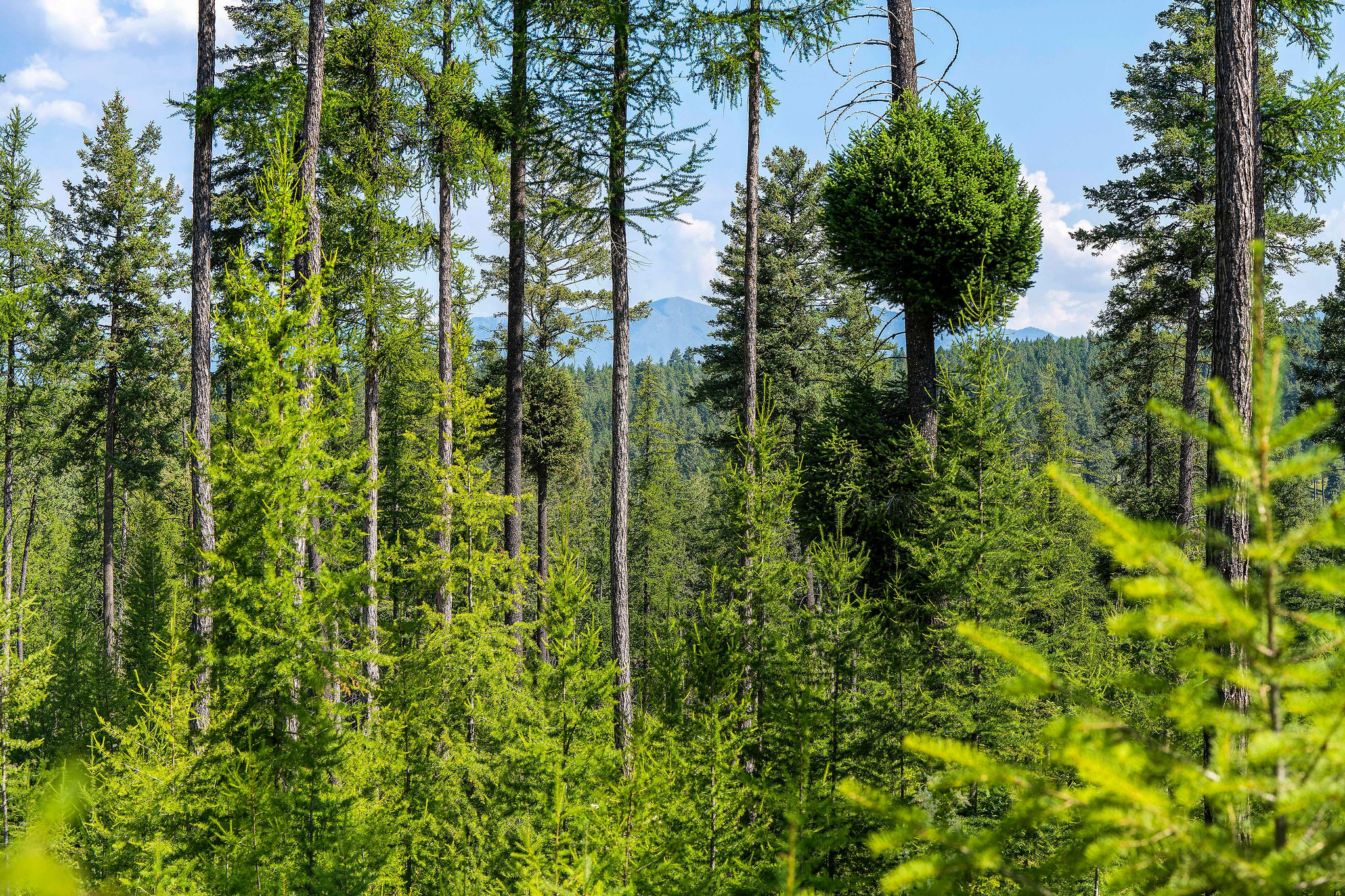 205 Trading Post Trail Property Photo 33