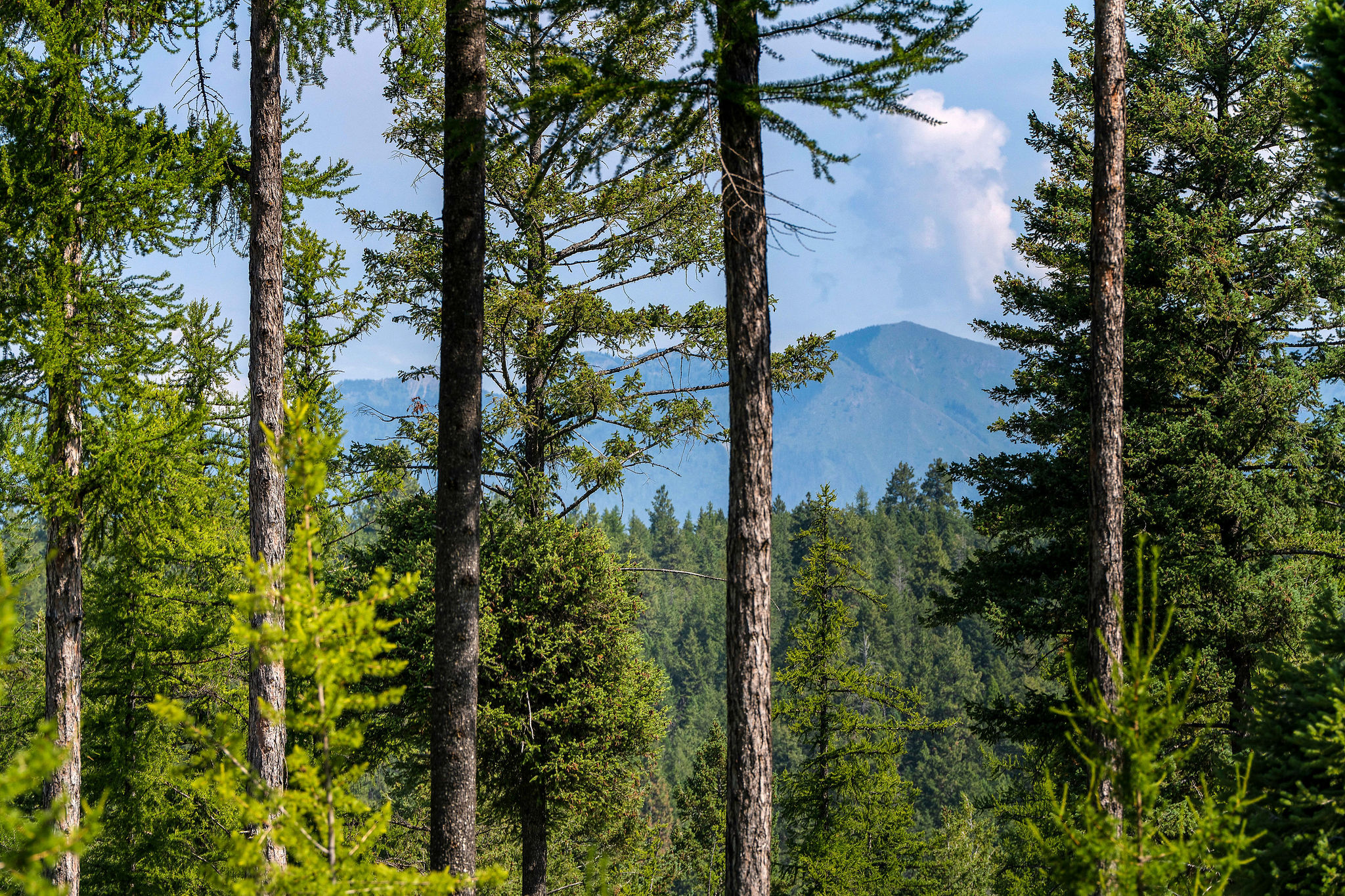 205 Trading Post Trail Property Photo 34