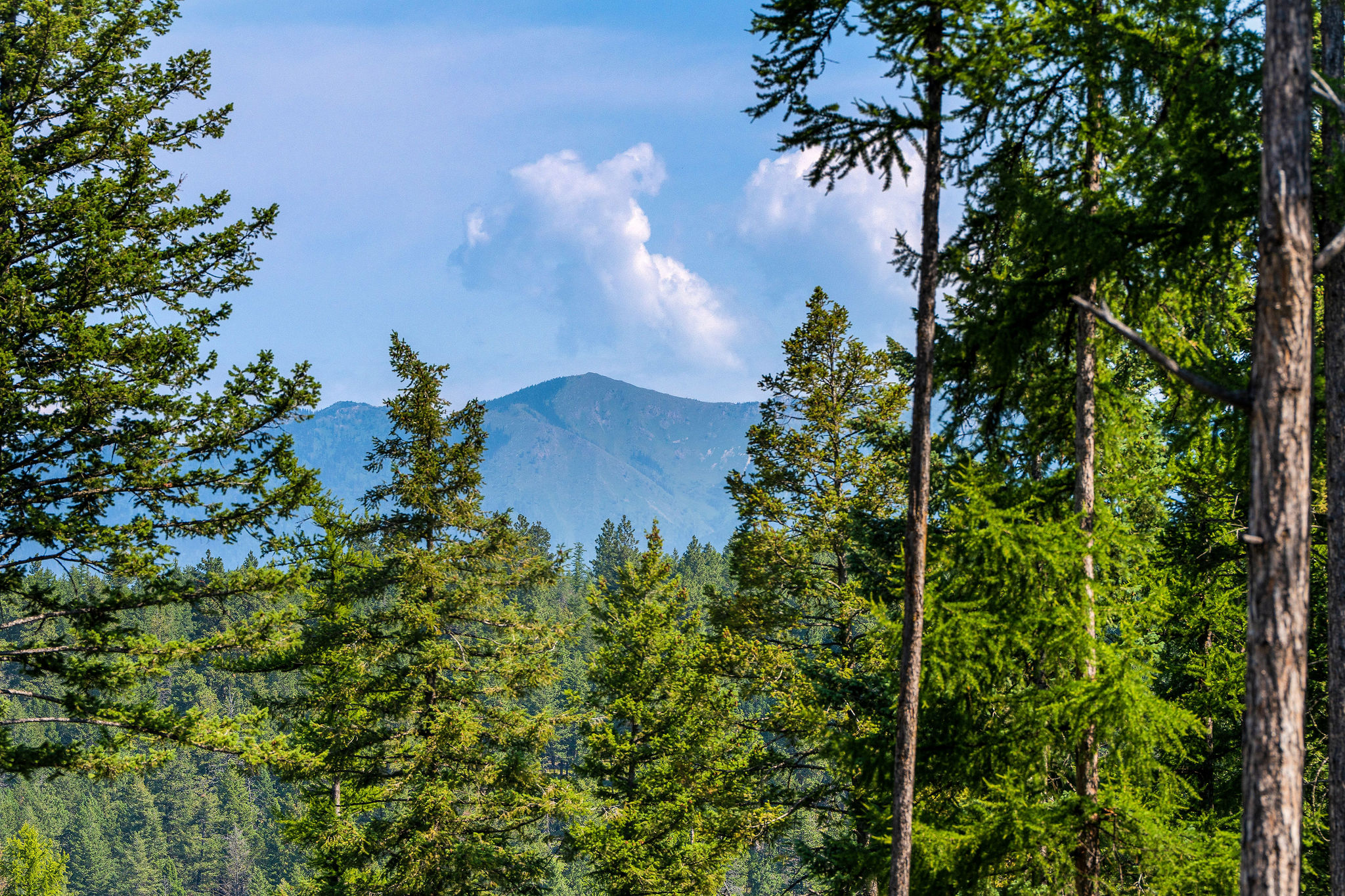 205 Trading Post Trail Property Photo 35