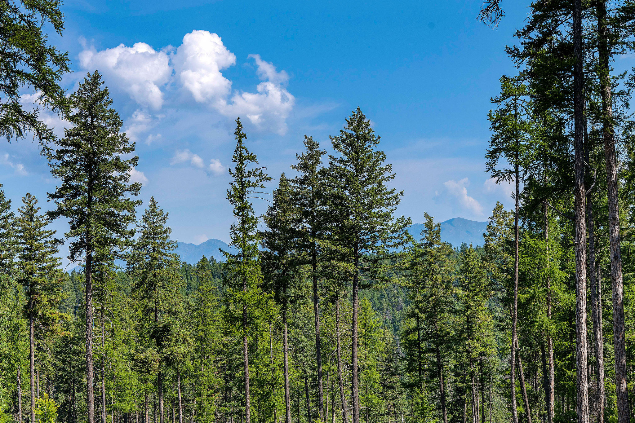 205 Trading Post Trail Property Photo 36