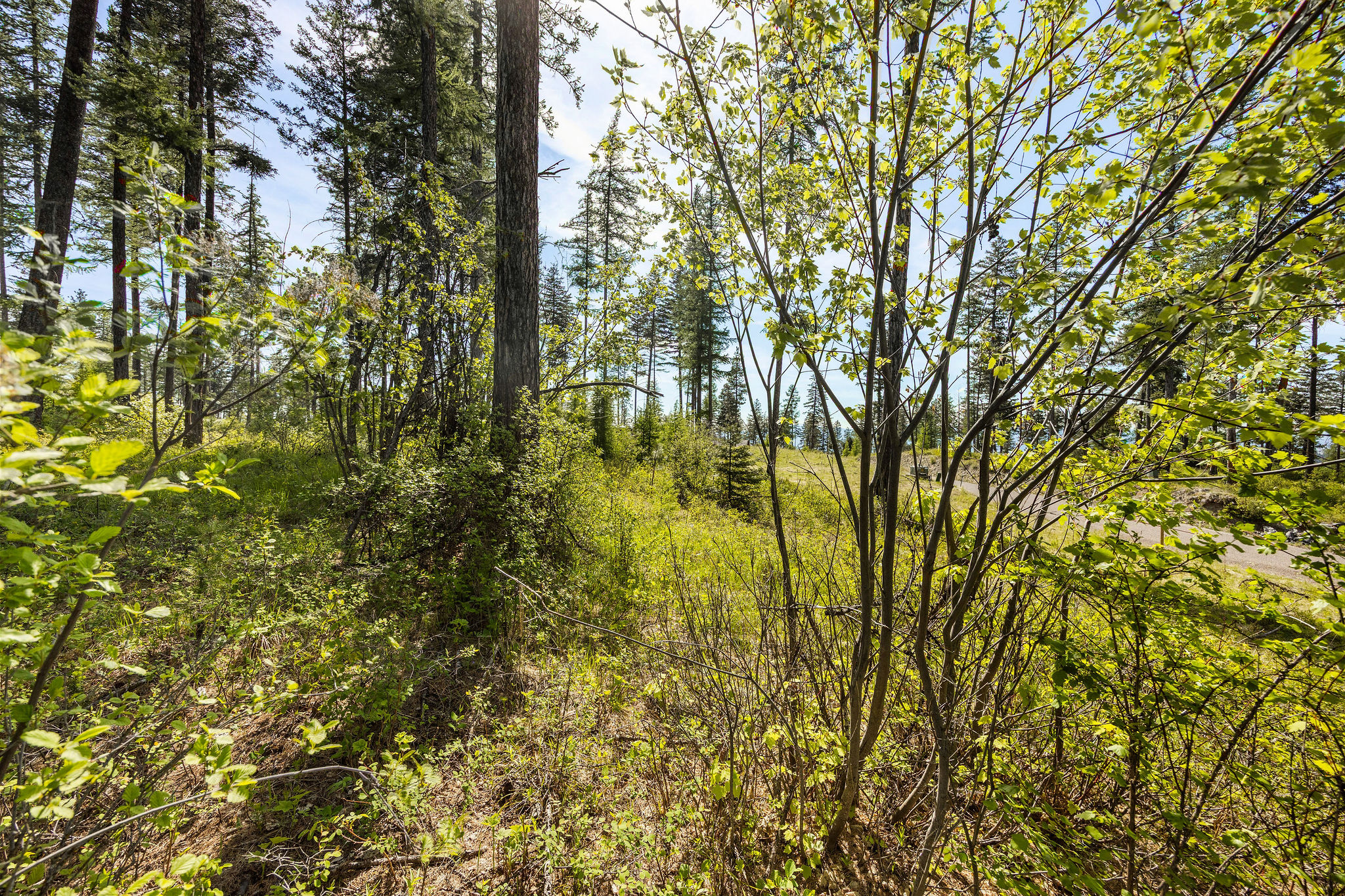 258 Trading Post Trail Property Photo 26