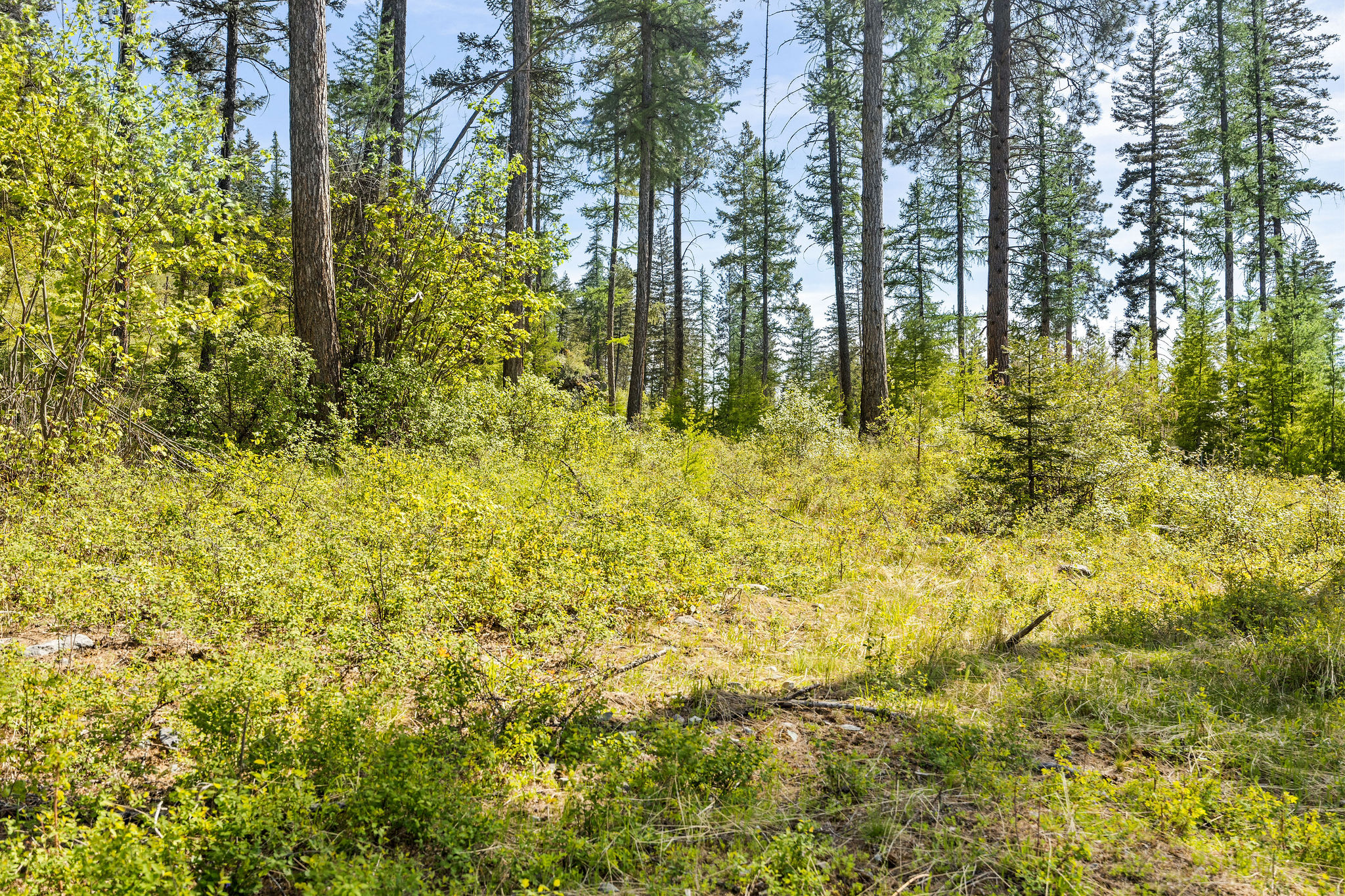 258 Trading Post Trail Property Photo 27