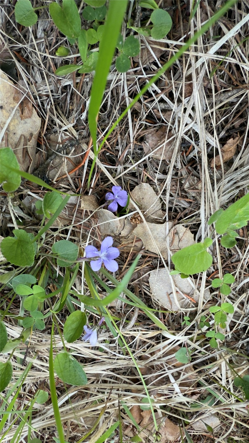2096 Marl Lake Creek Road Property Photo 22