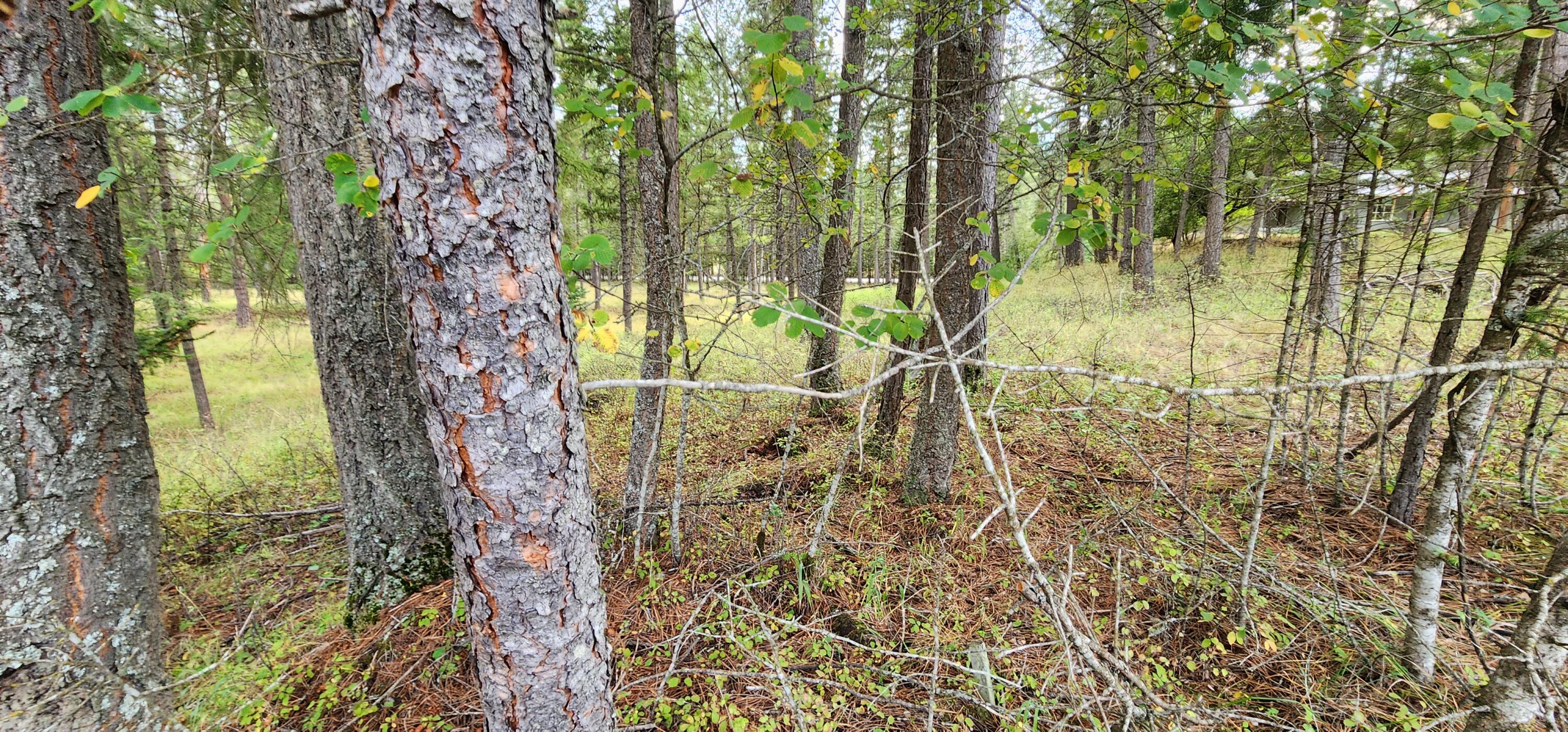 3100 Kootenai River Road Property Photo 3