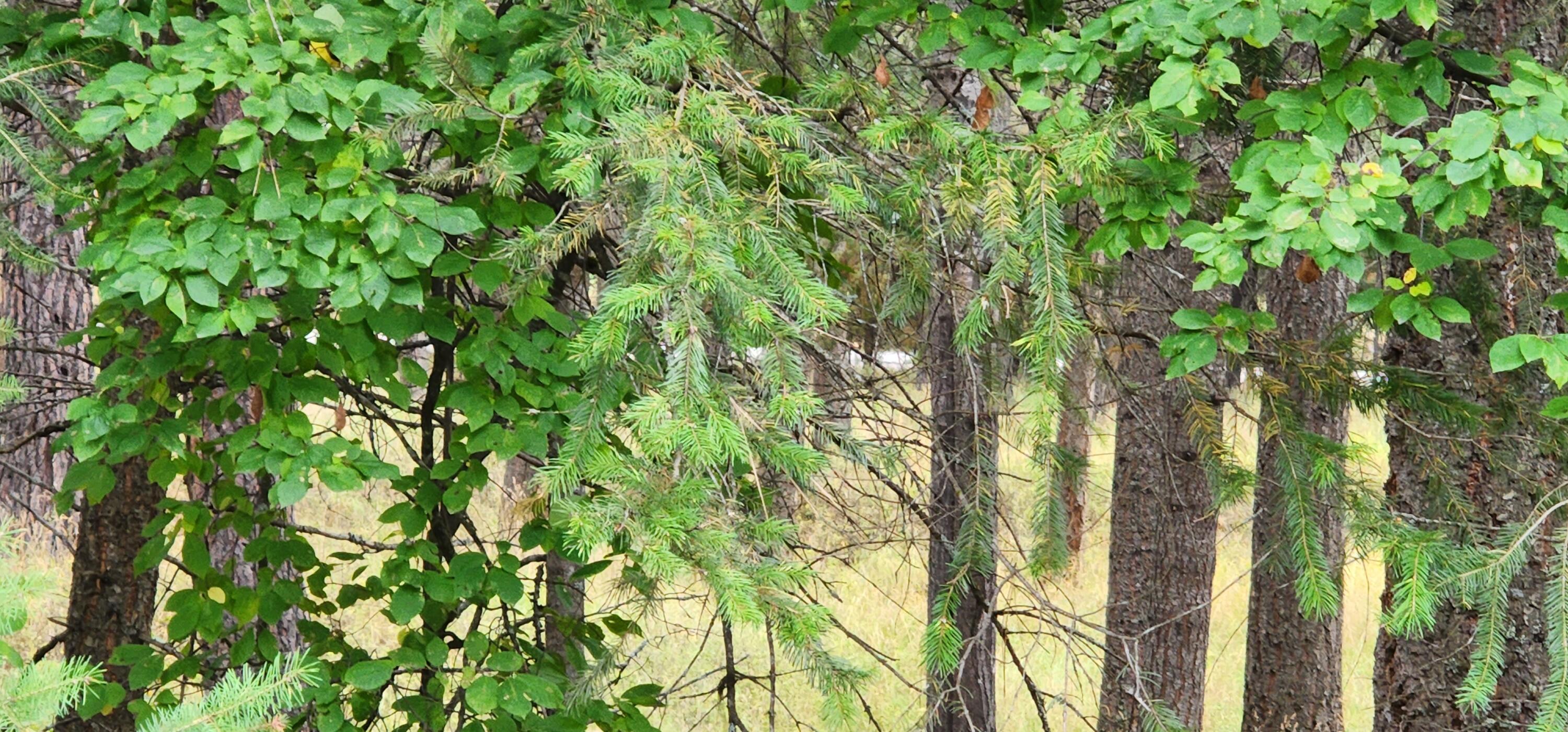 3100 Kootenai River Road Property Photo 13