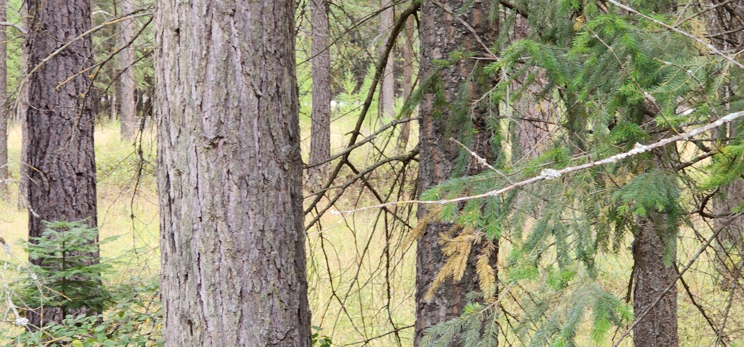 3100 Kootenai River Road Property Photo 14