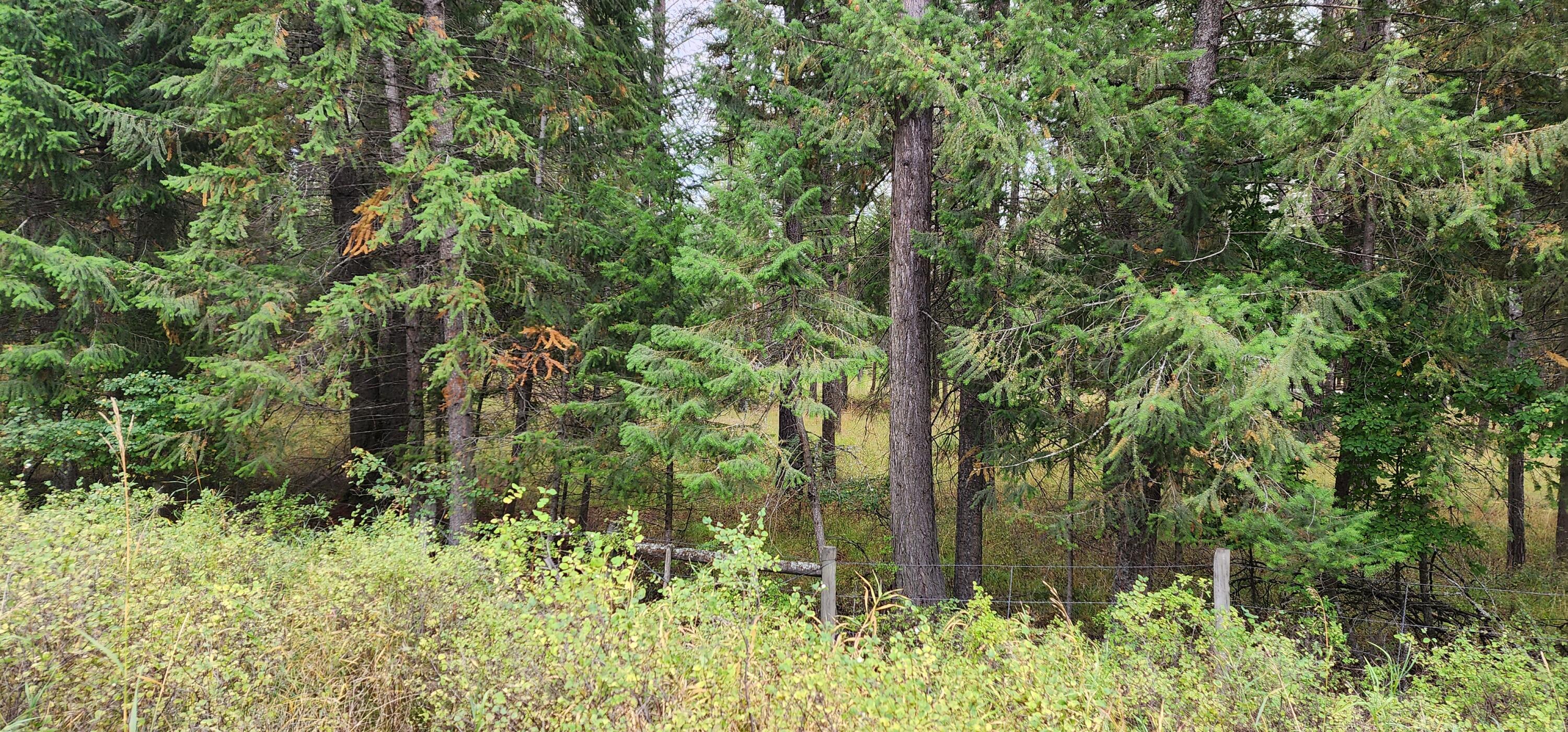 3100 Kootenai River Road Property Photo 16