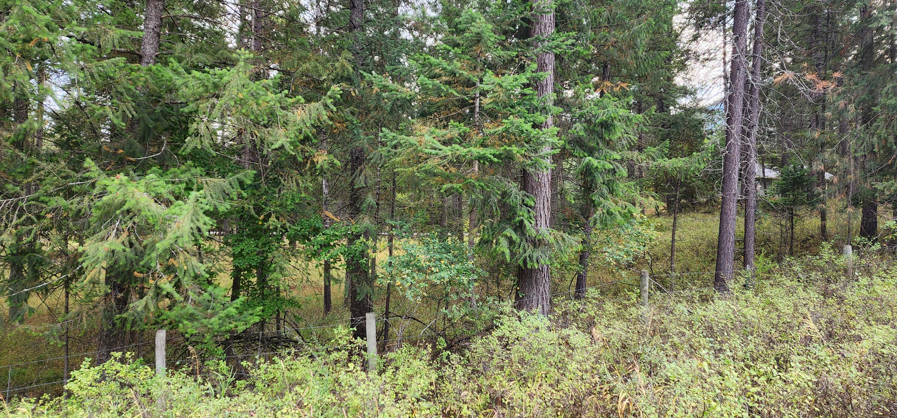 3100 Kootenai River Road Property Photo 18