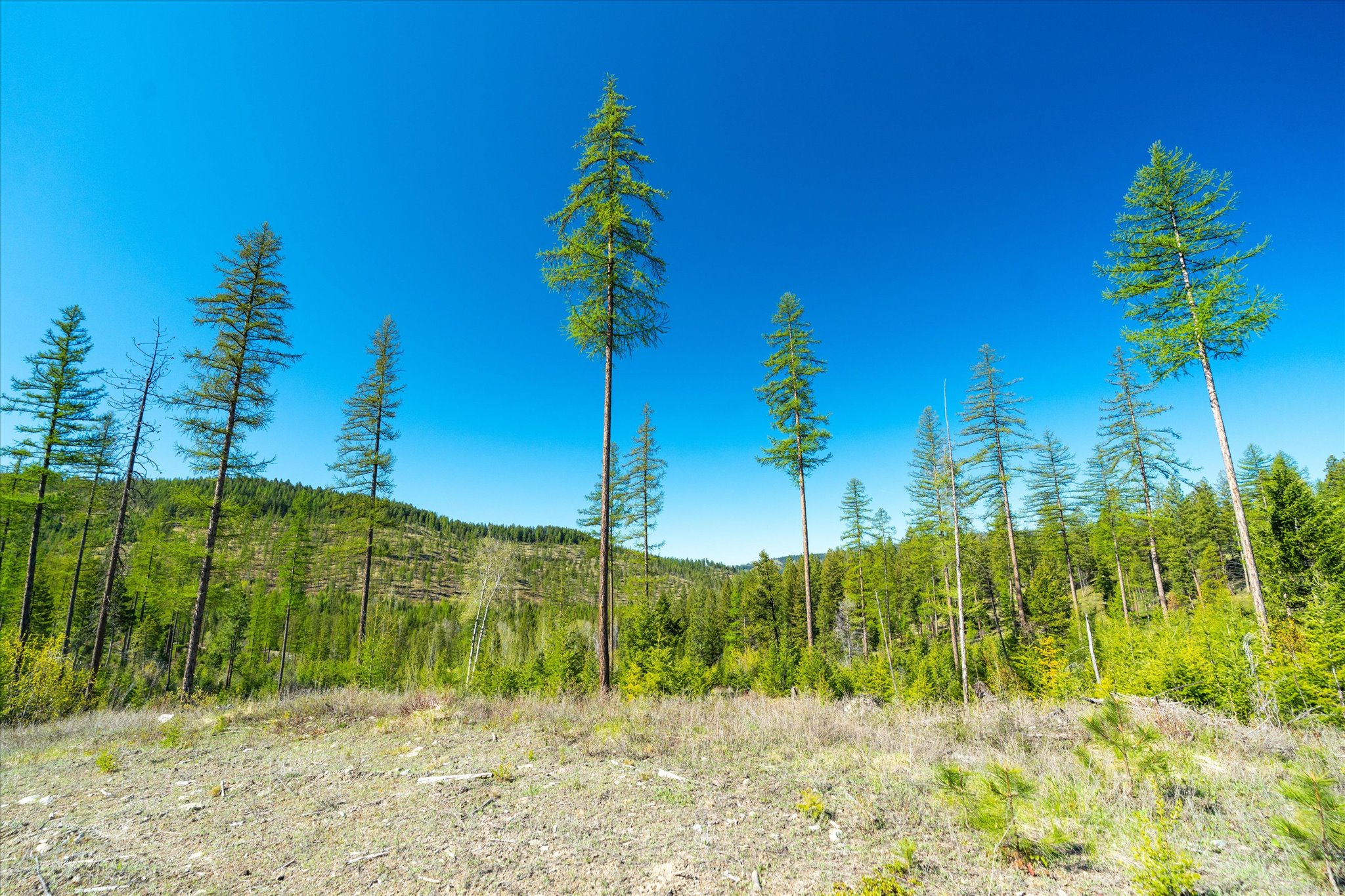 Nhn Ashley Lake Road Property Photo 102