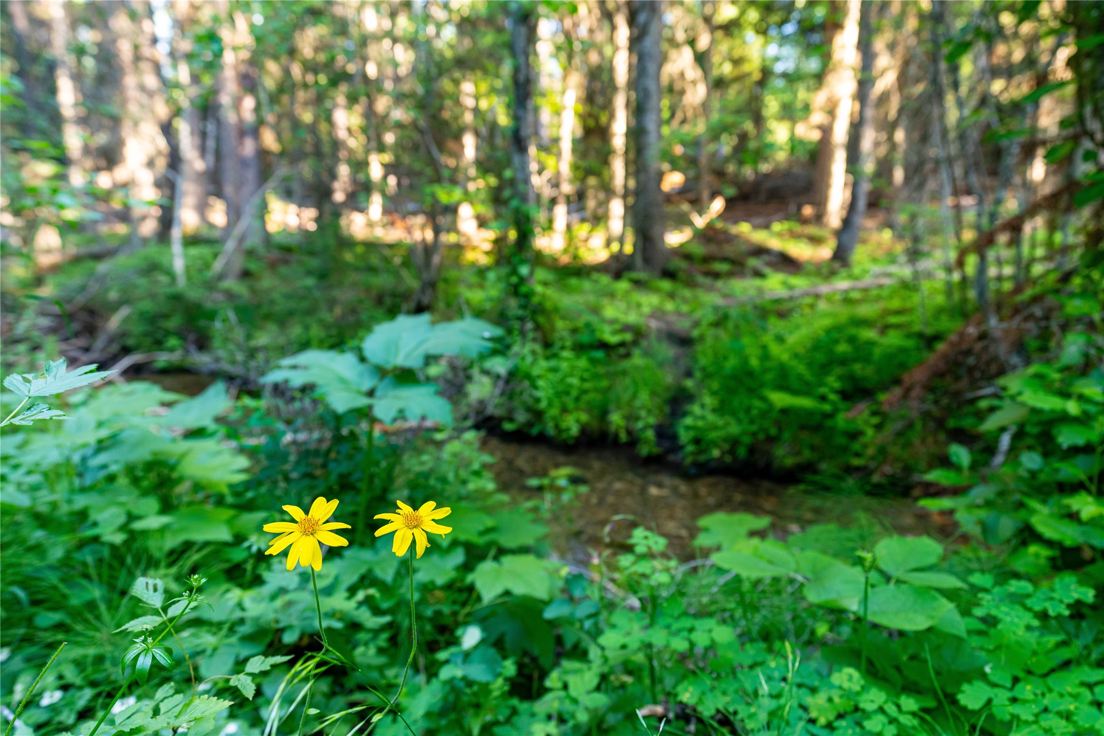 Nhn Ashley Lake Road Property Photo 3