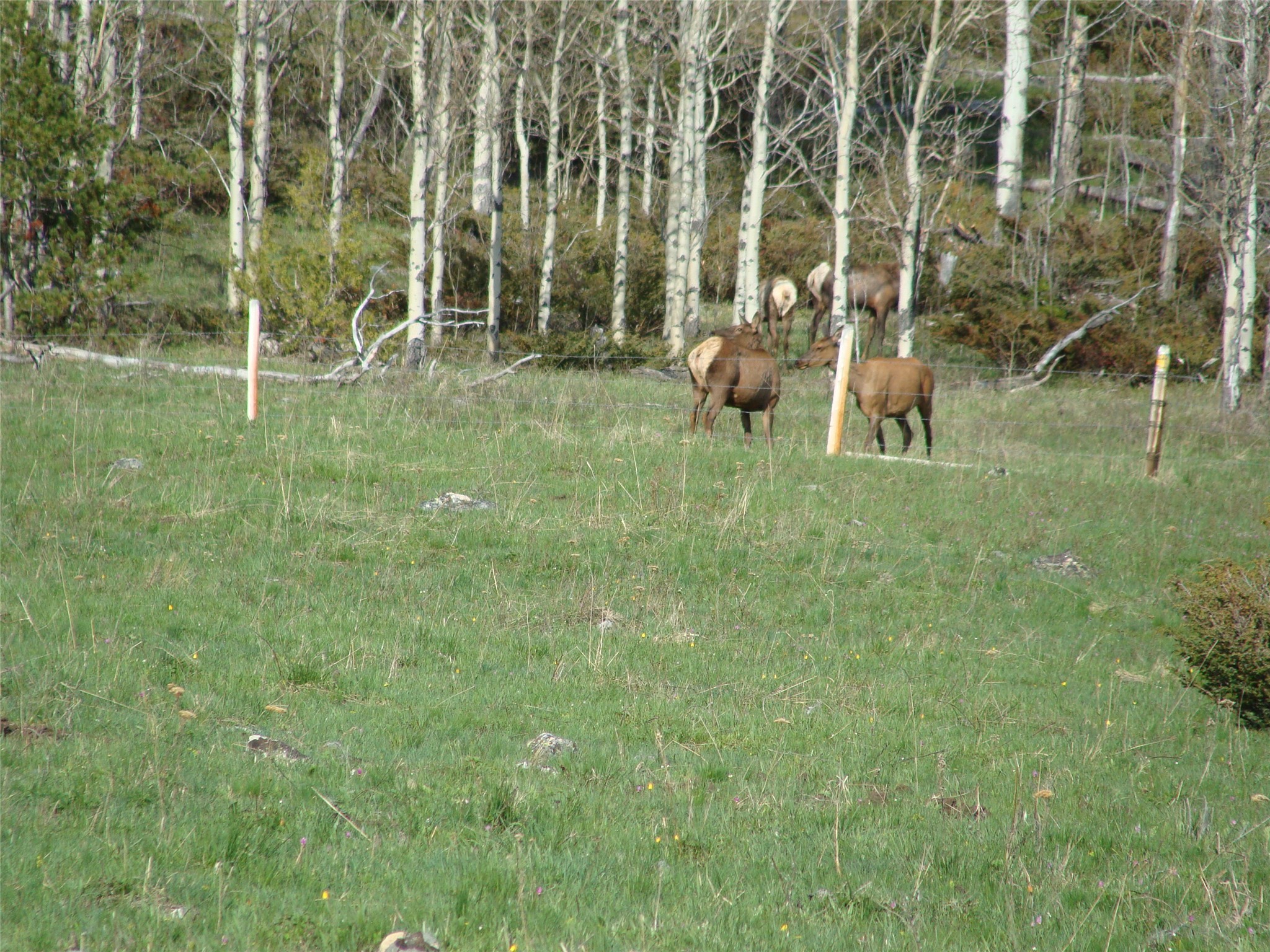 95 Little Moose Creek Trail Property Photo 32