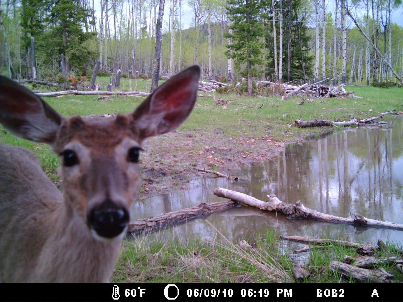 95 Little Moose Creek Trail Property Photo 33