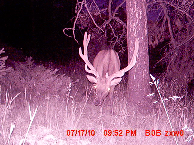 95 Little Moose Creek Trail Property Photo 34
