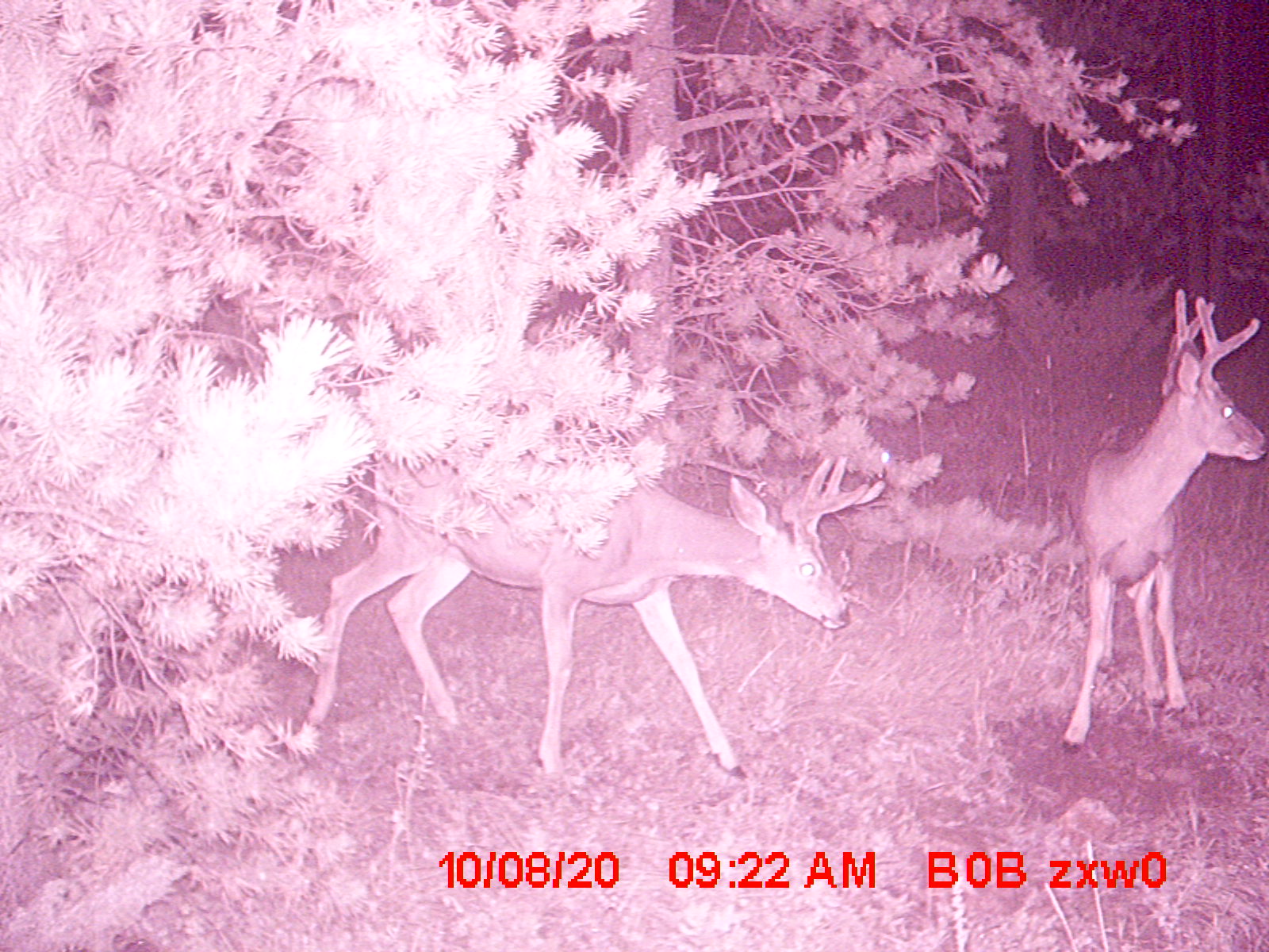95 Little Moose Creek Trail Property Photo 35