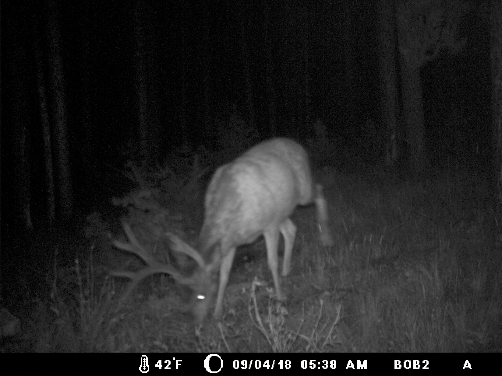 95 Little Moose Creek Trail Property Photo 36