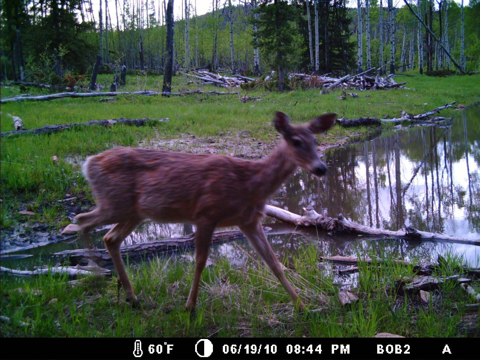 95 Little Moose Creek Trail Property Photo 37