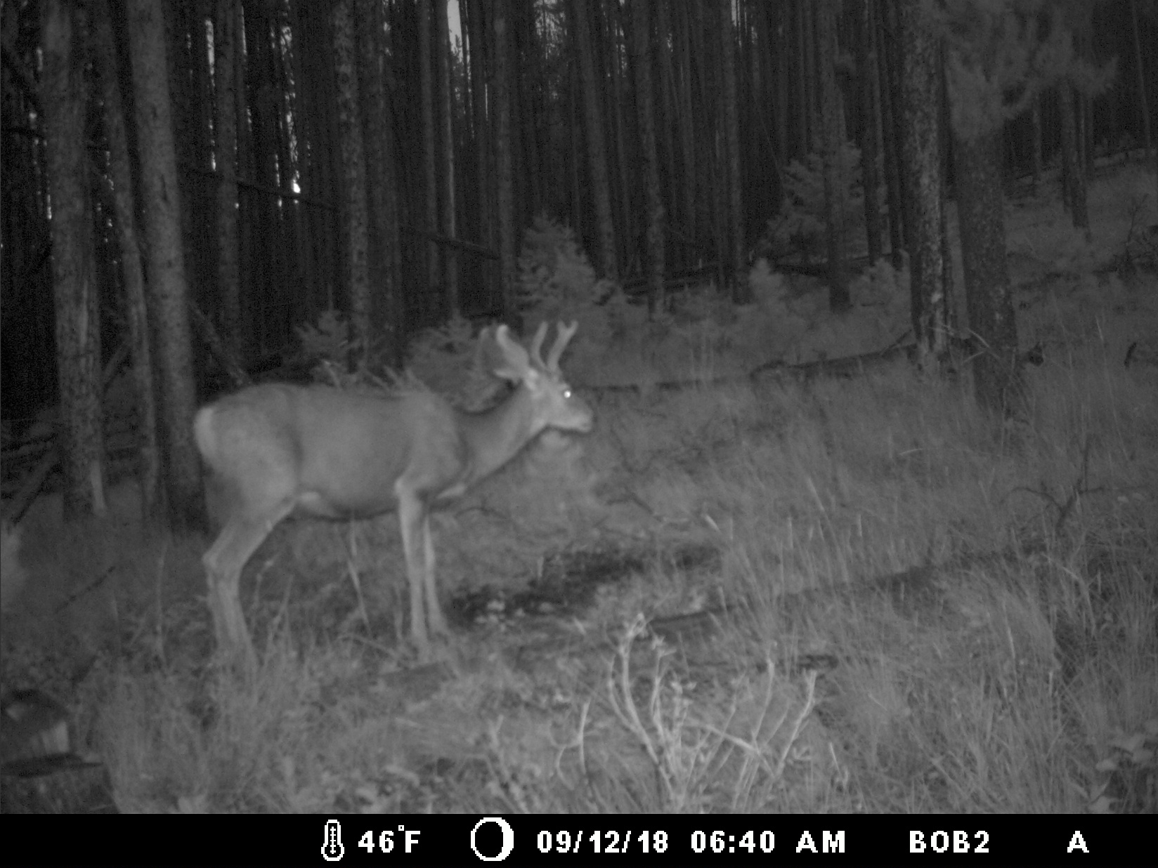 95 Little Moose Creek Trail Property Photo 38
