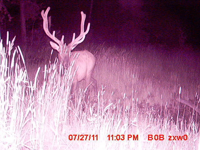 95 Little Moose Creek Trail Property Photo 39