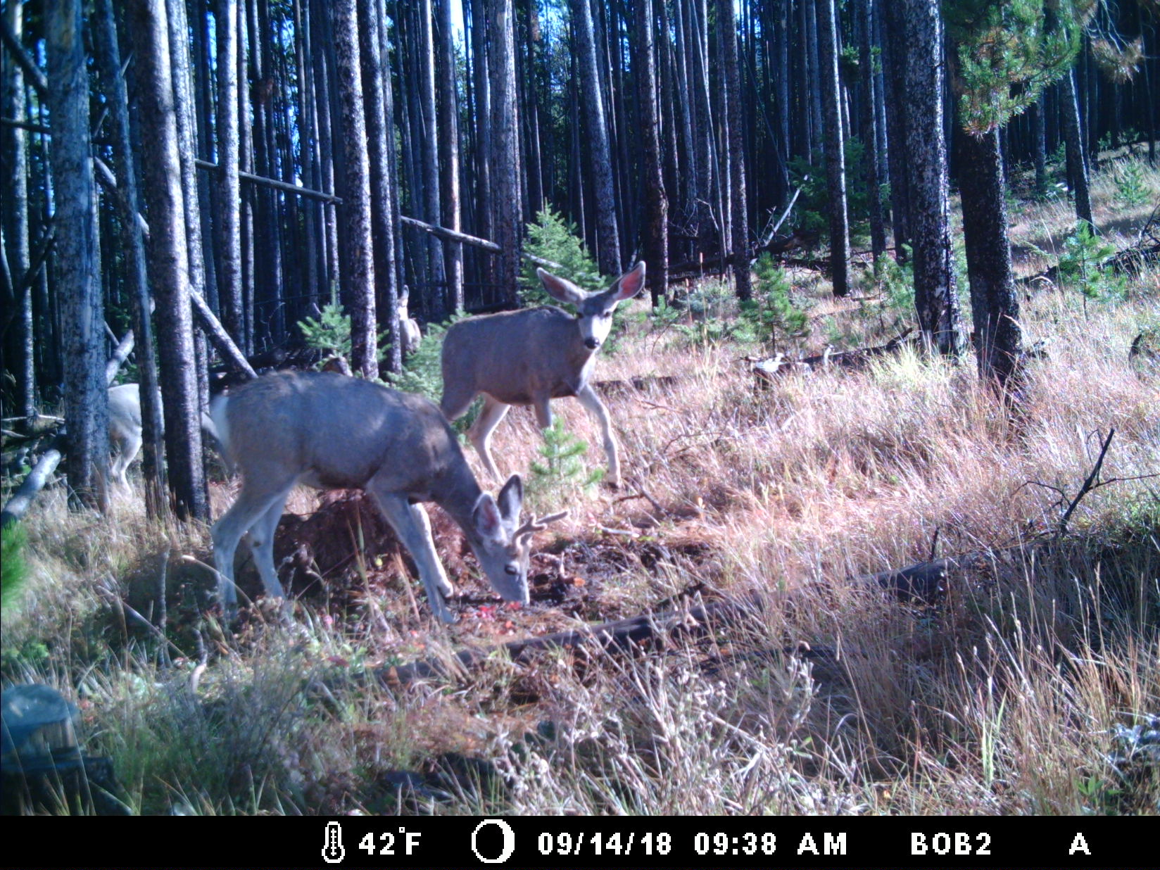 95 Little Moose Creek Trail Property Photo 40