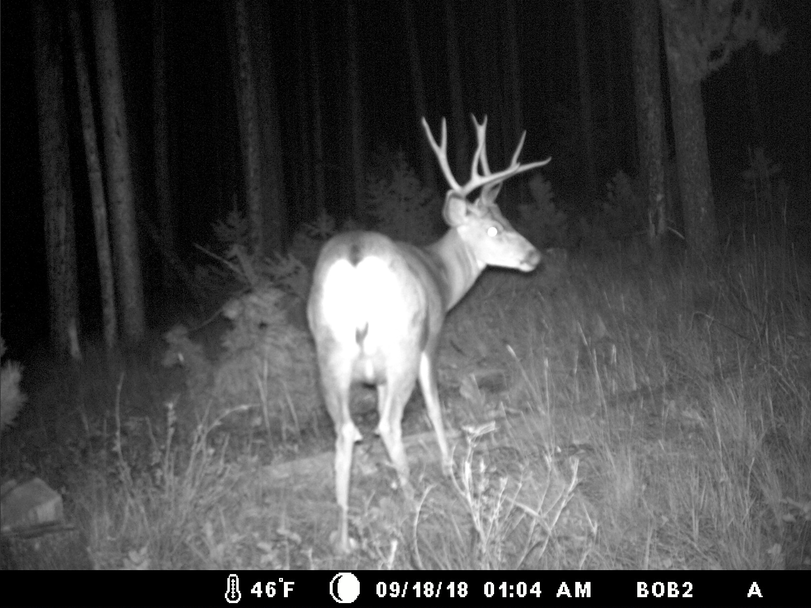 95 Little Moose Creek Trail Property Photo 41