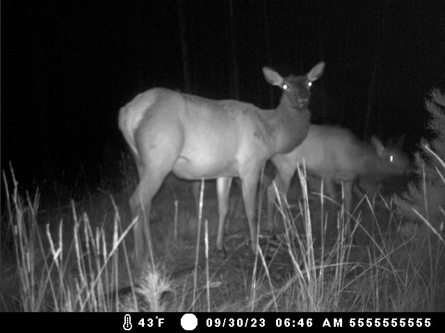 95 Little Moose Creek Trail Property Photo 42