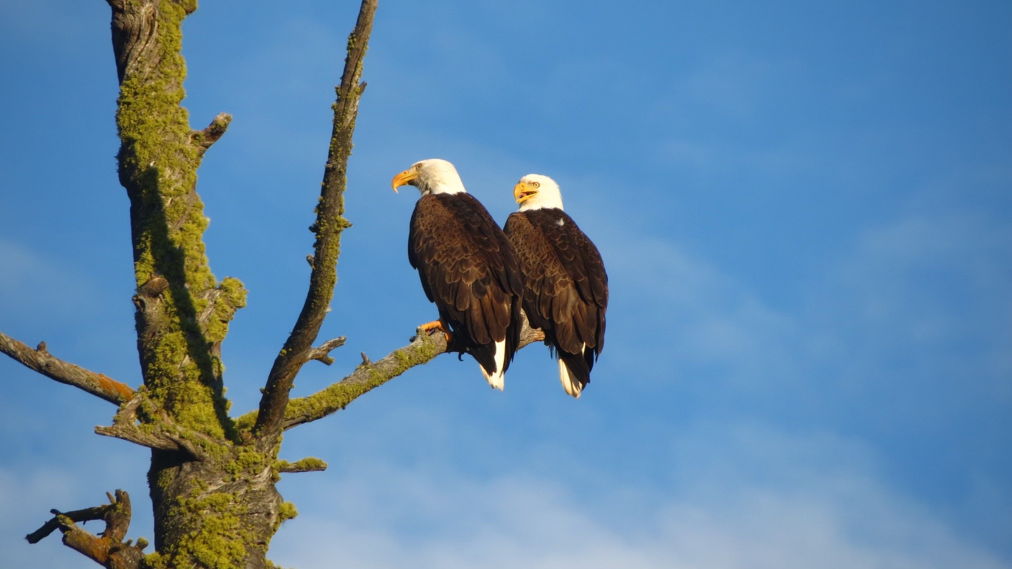 300 Highland Trail Property Photo 62