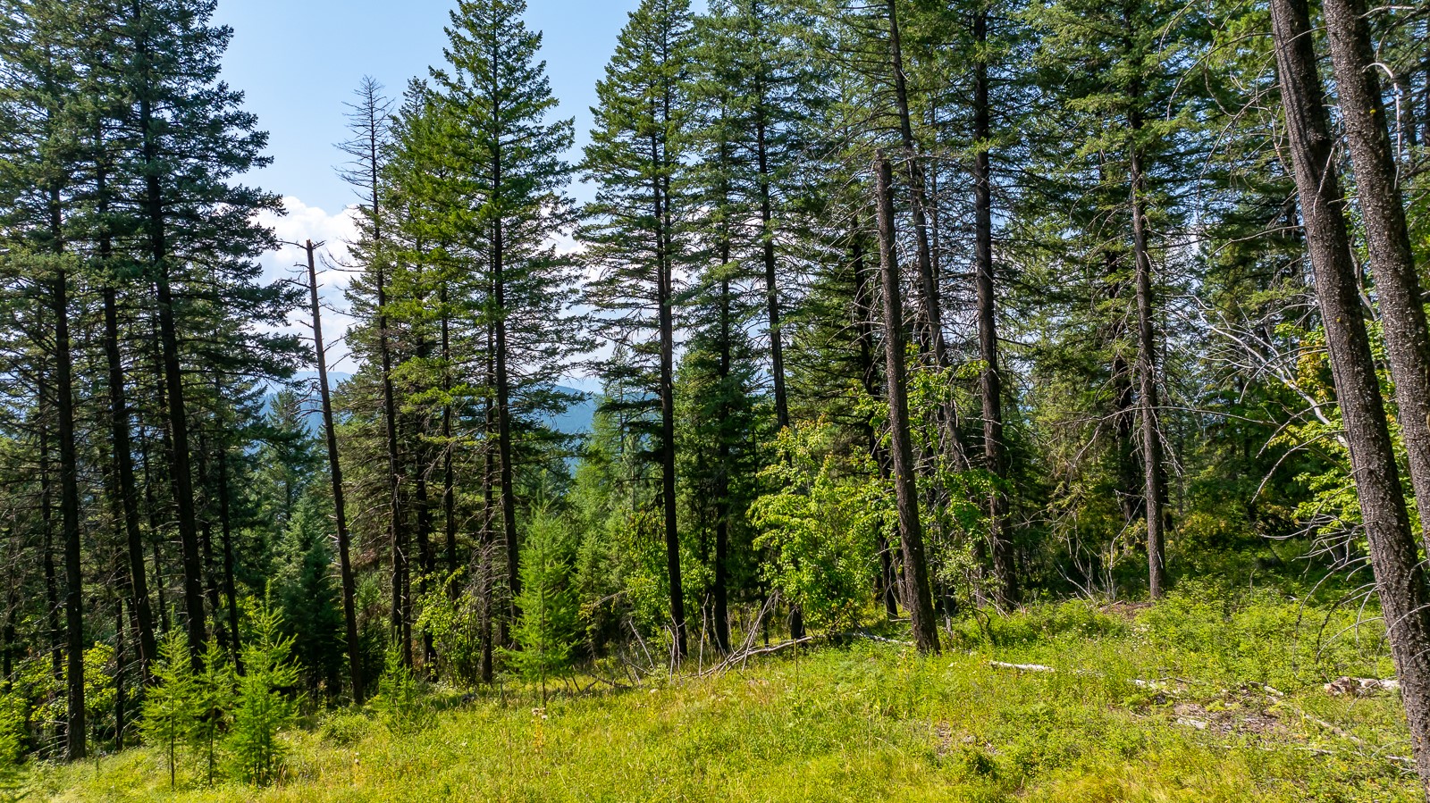 120 Cedar Way Property Photo 7