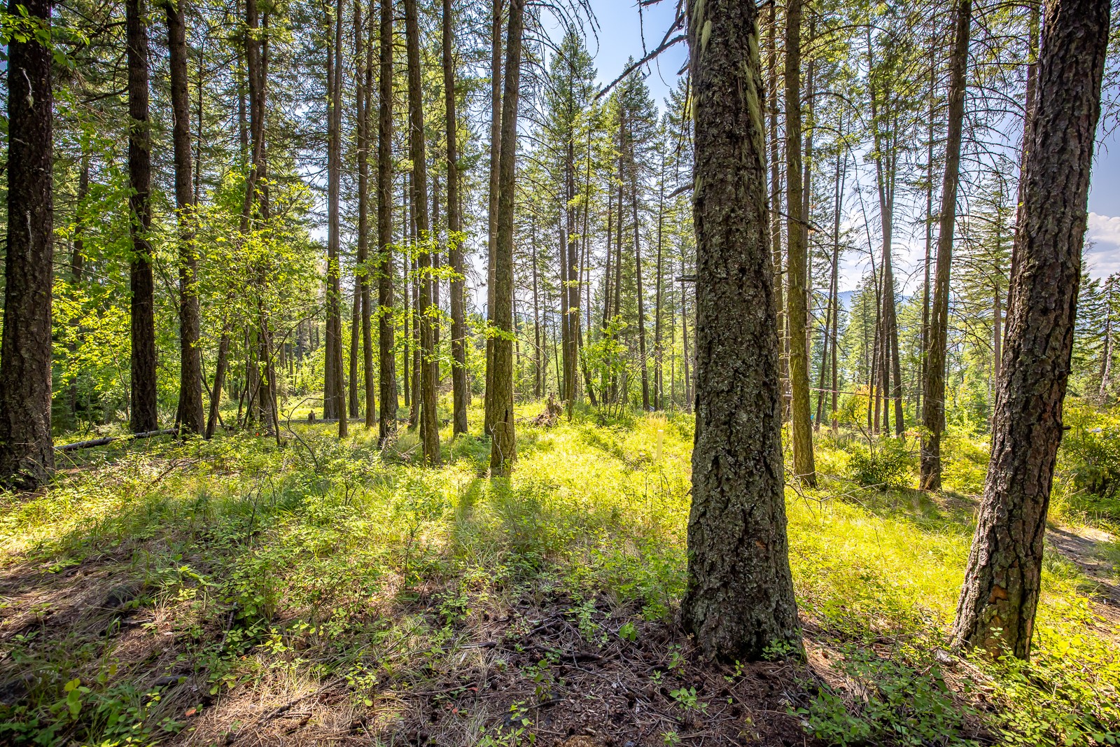 120 Cedar Way Property Photo 10