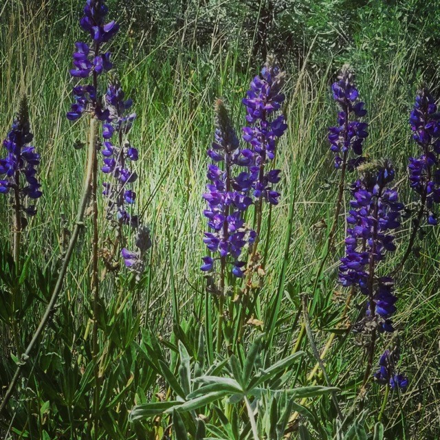 3661 Sagehill Drive Property Photo 23